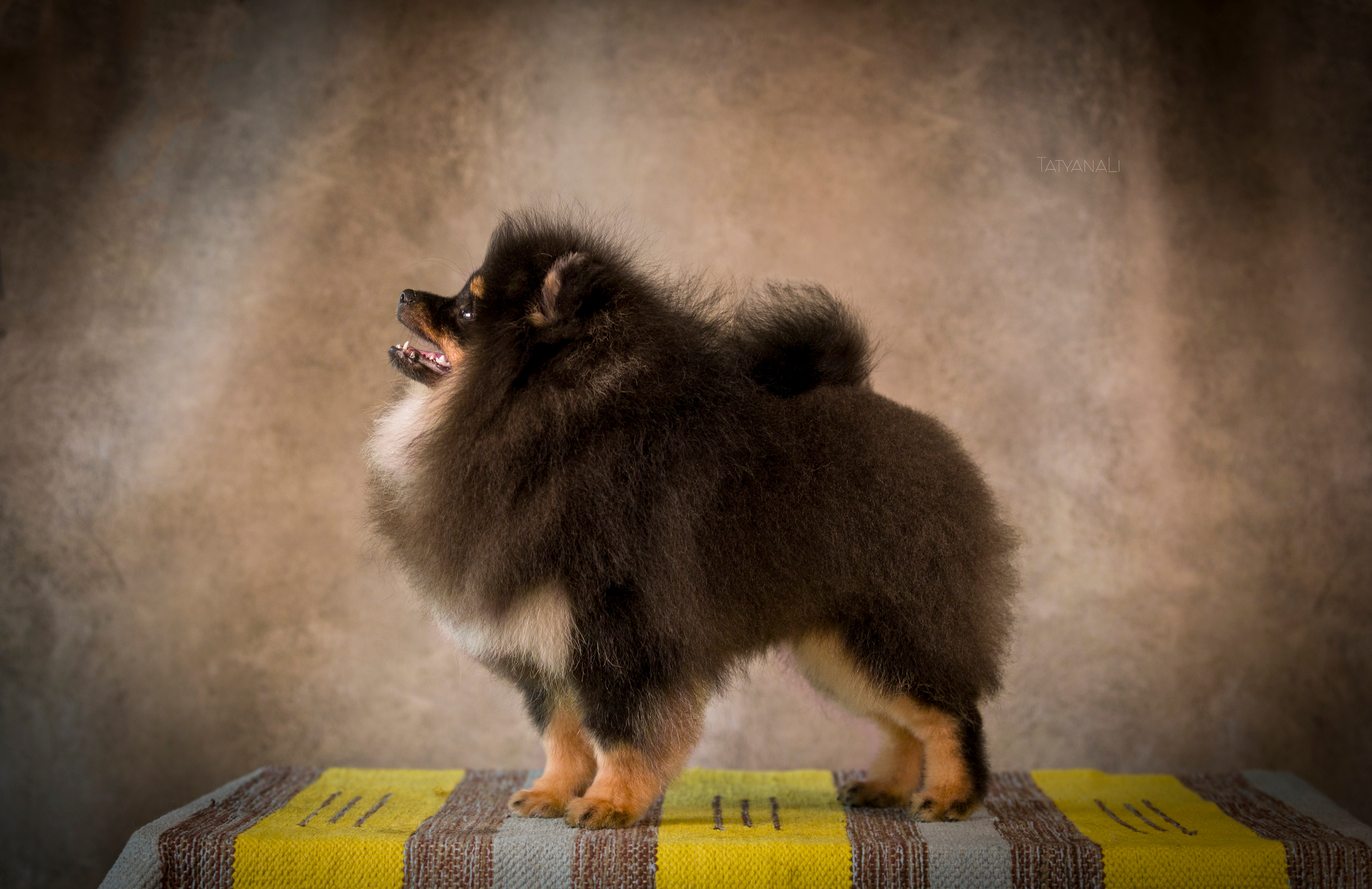 Шпиц. Фотограф — анималист Татьяна Ли