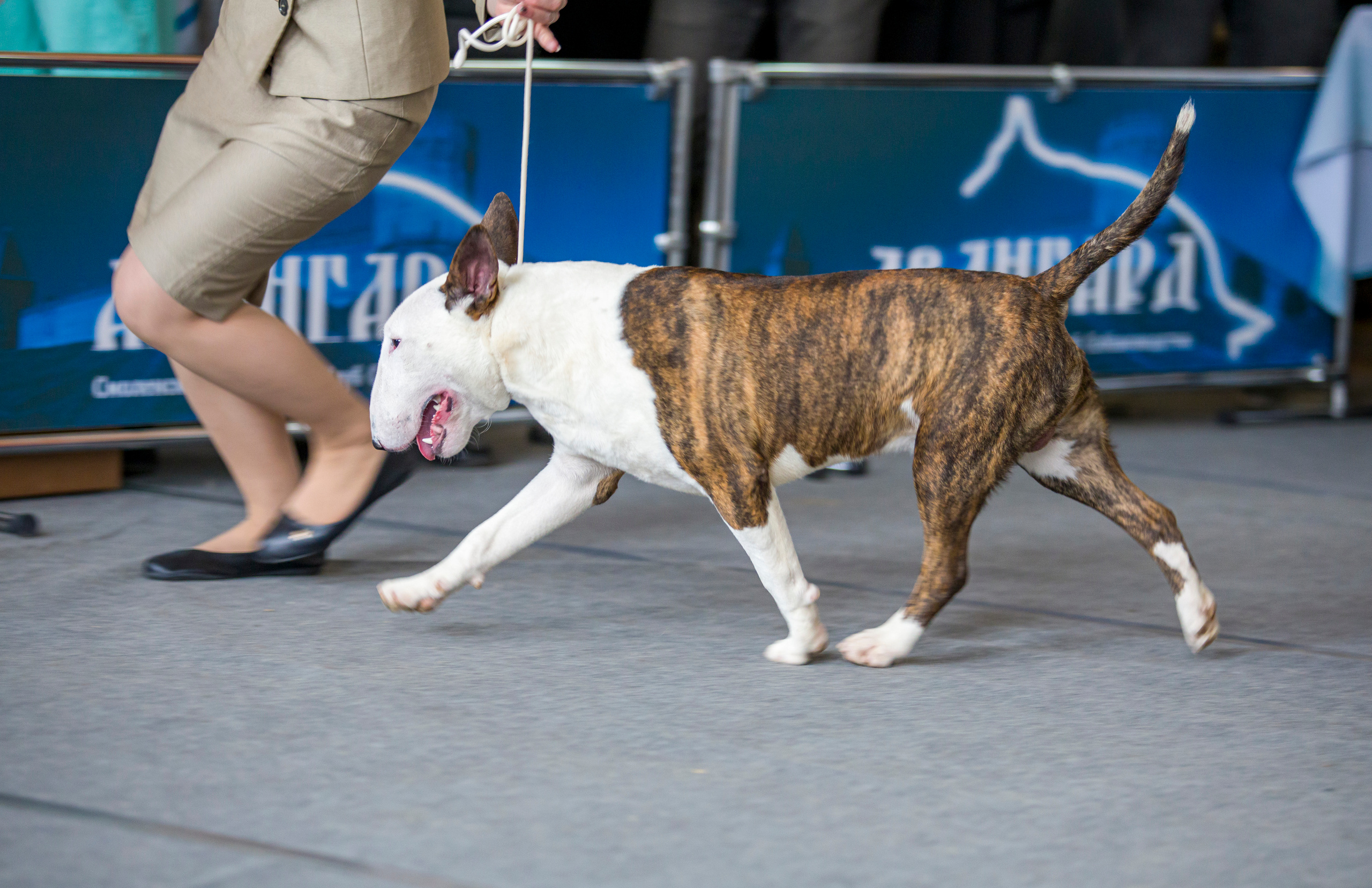 Выставки. Фотограф — анималист Татьяна Ли