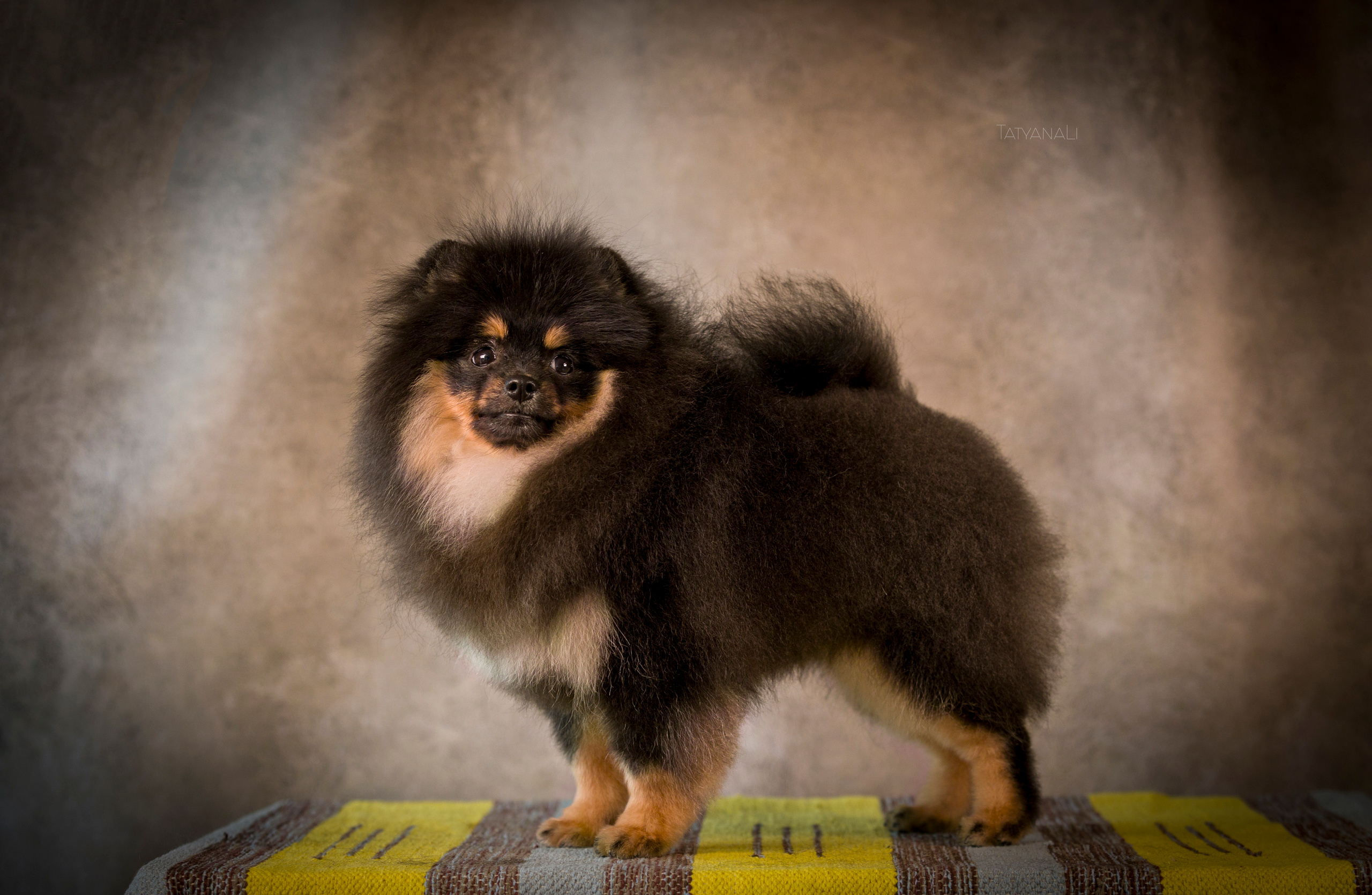 Шпиц. Фотограф — анималист Татьяна Ли