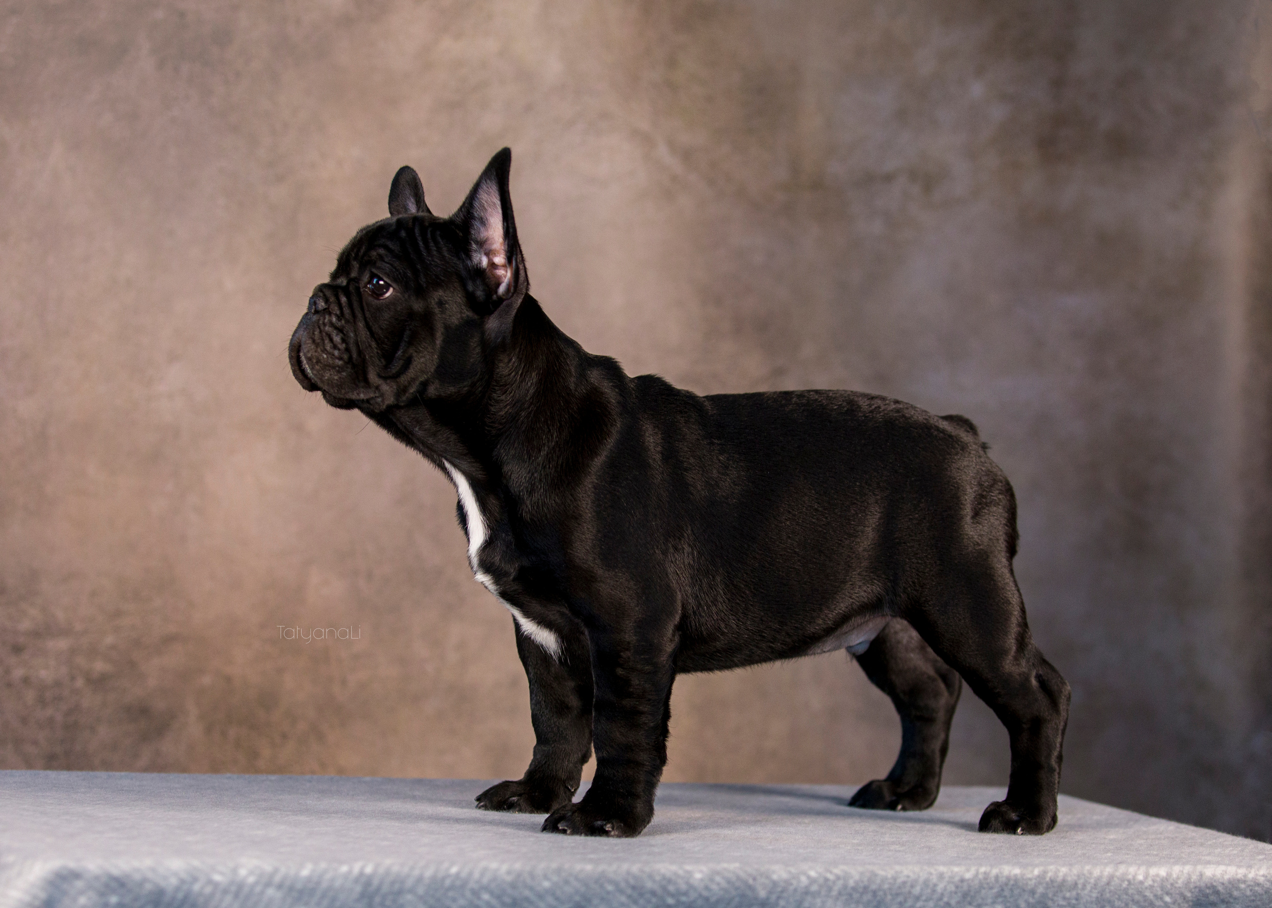 Щенки. Фотограф — анималист Татьяна Ли