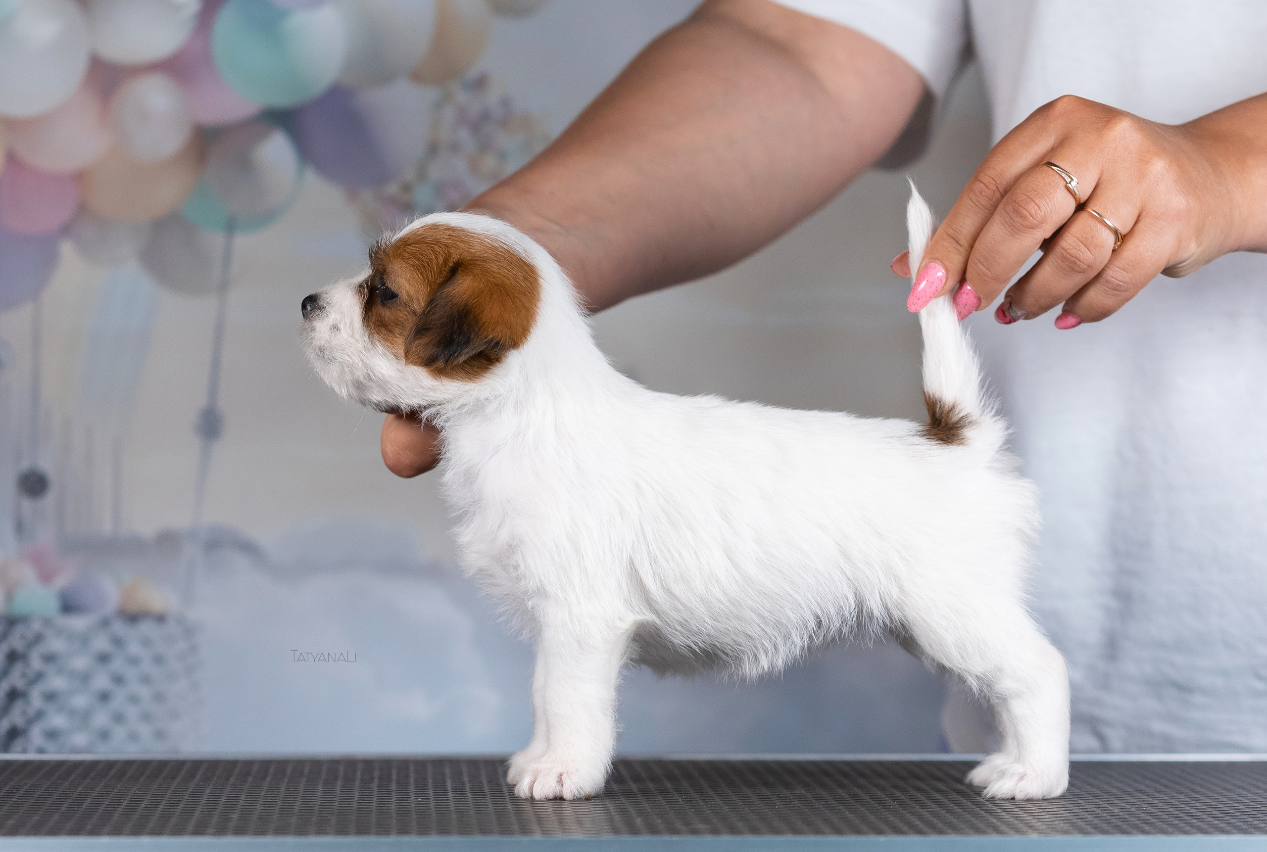 Джек-рассел-терьер. Фотограф — анималист Татьяна Ли