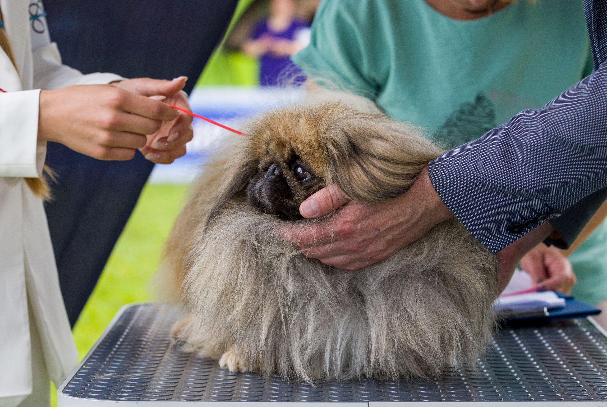 Фотограф — анималист Татьяна Ли