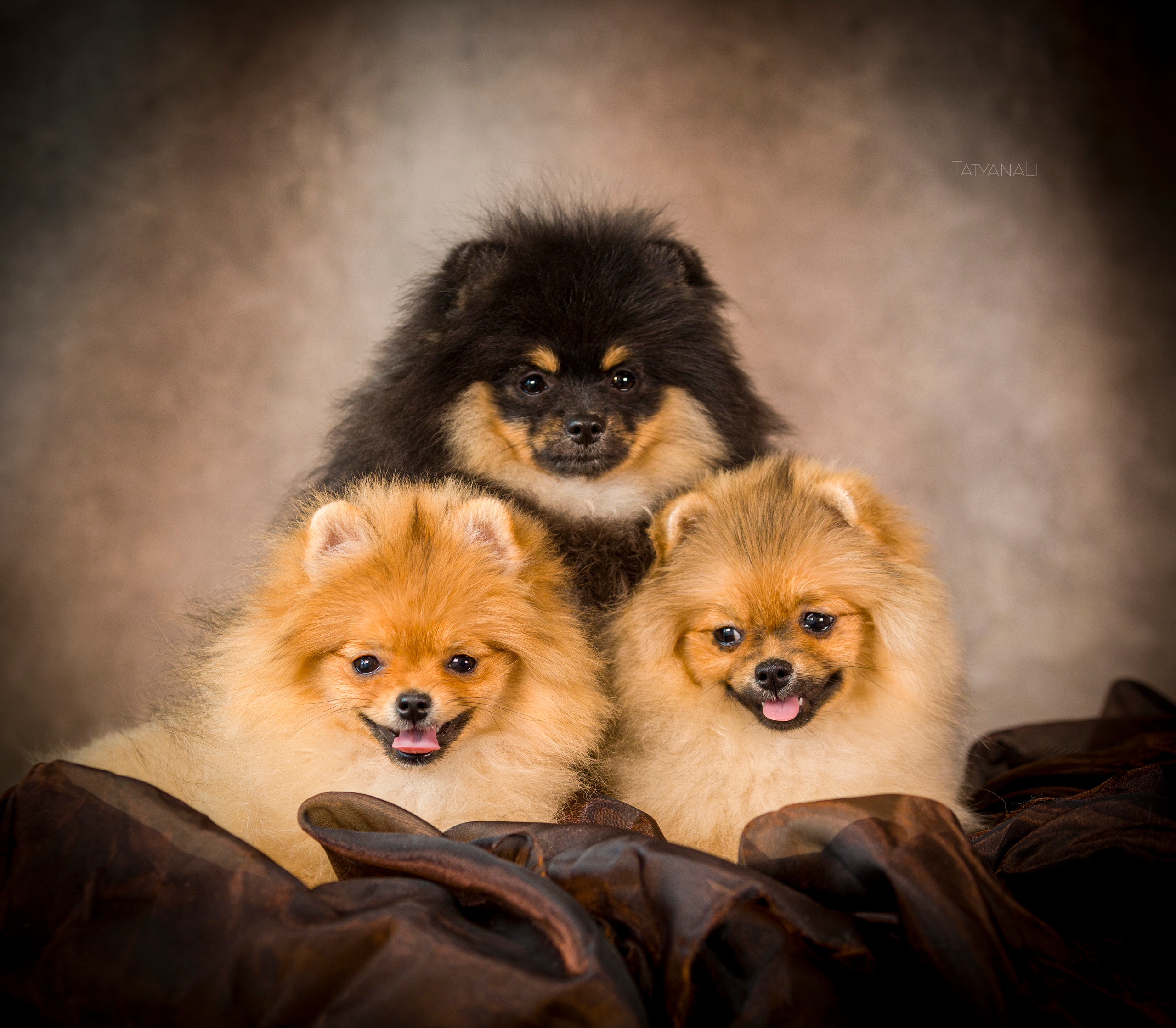Шпиц. Фотограф — анималист Татьяна Ли