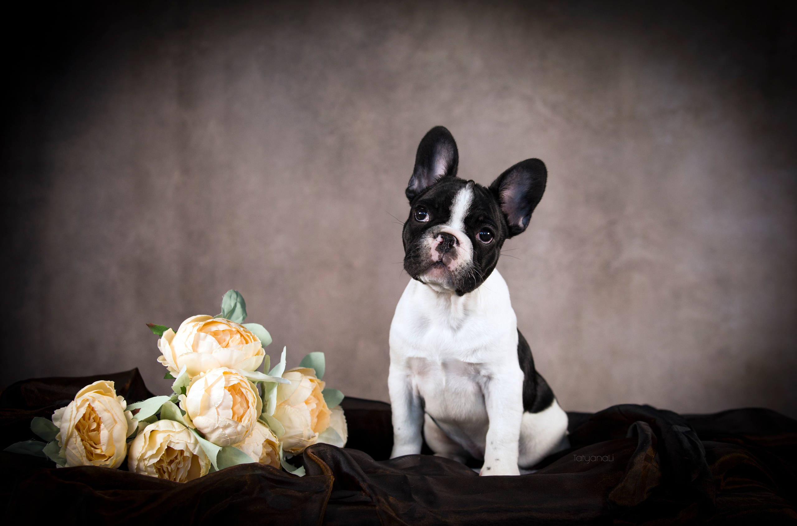 Щенки. Фотограф — анималист Татьяна Ли