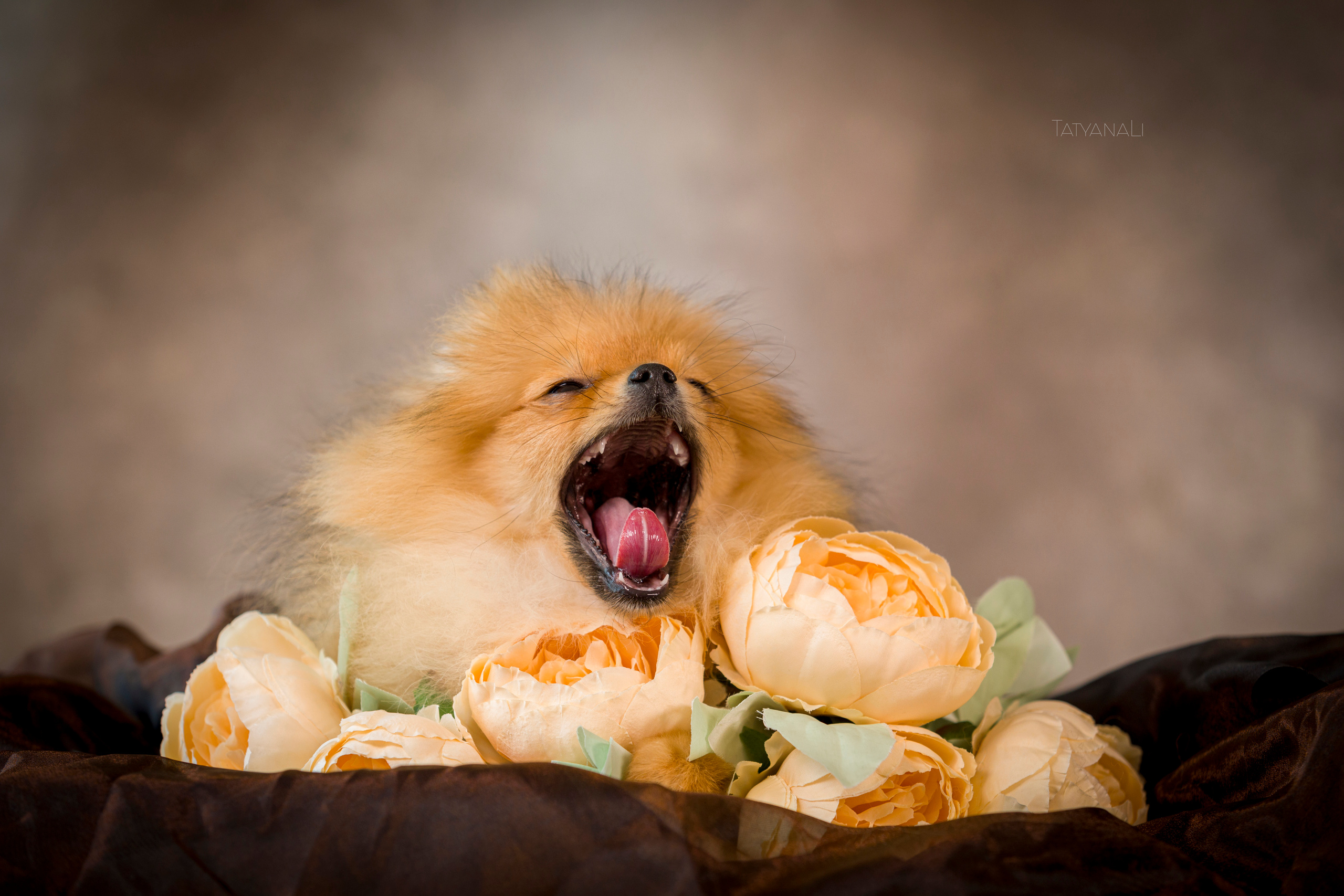 Шпиц. Фотограф — анималист Татьяна Ли