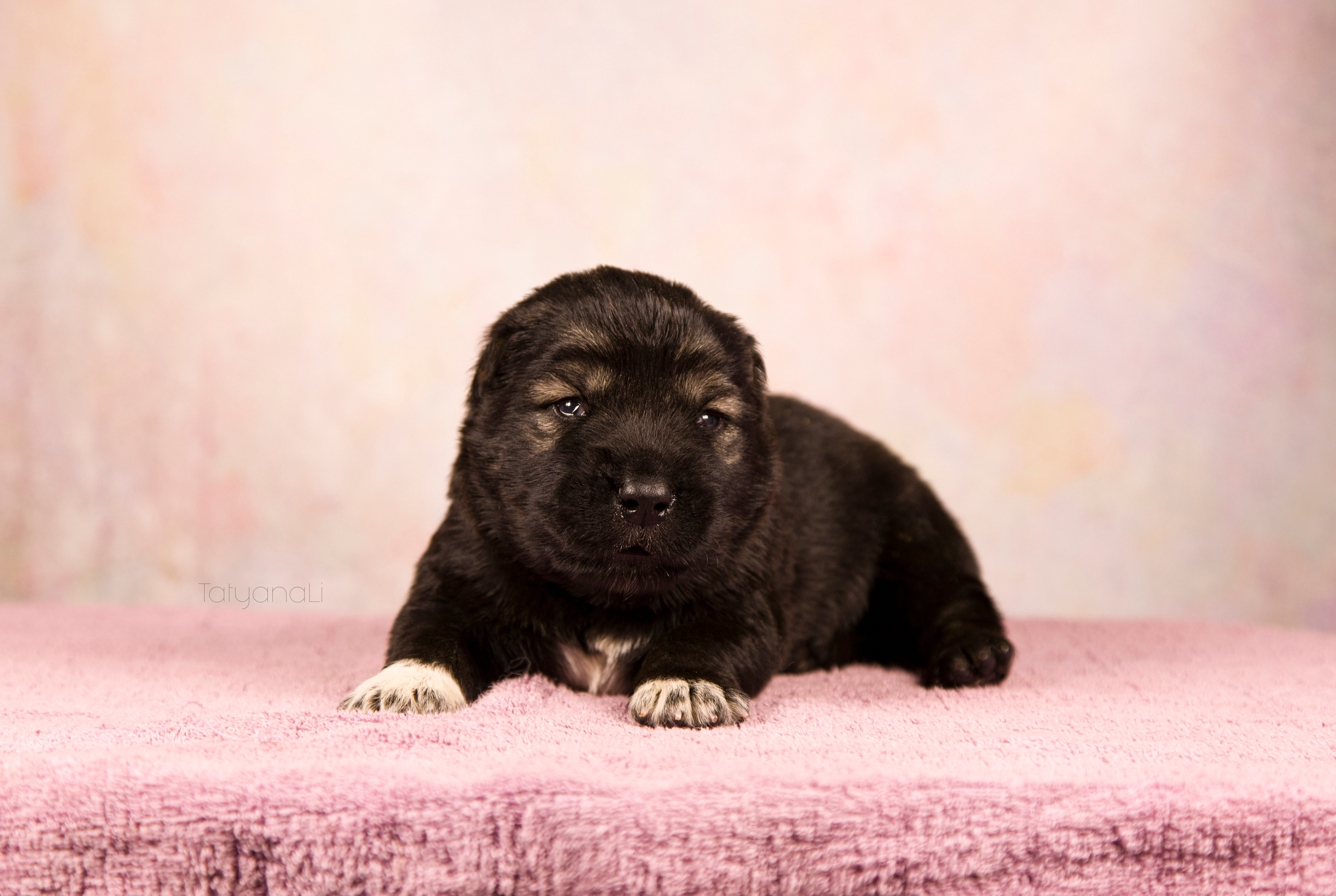 Щенки. Фотограф — анималист Татьяна Ли