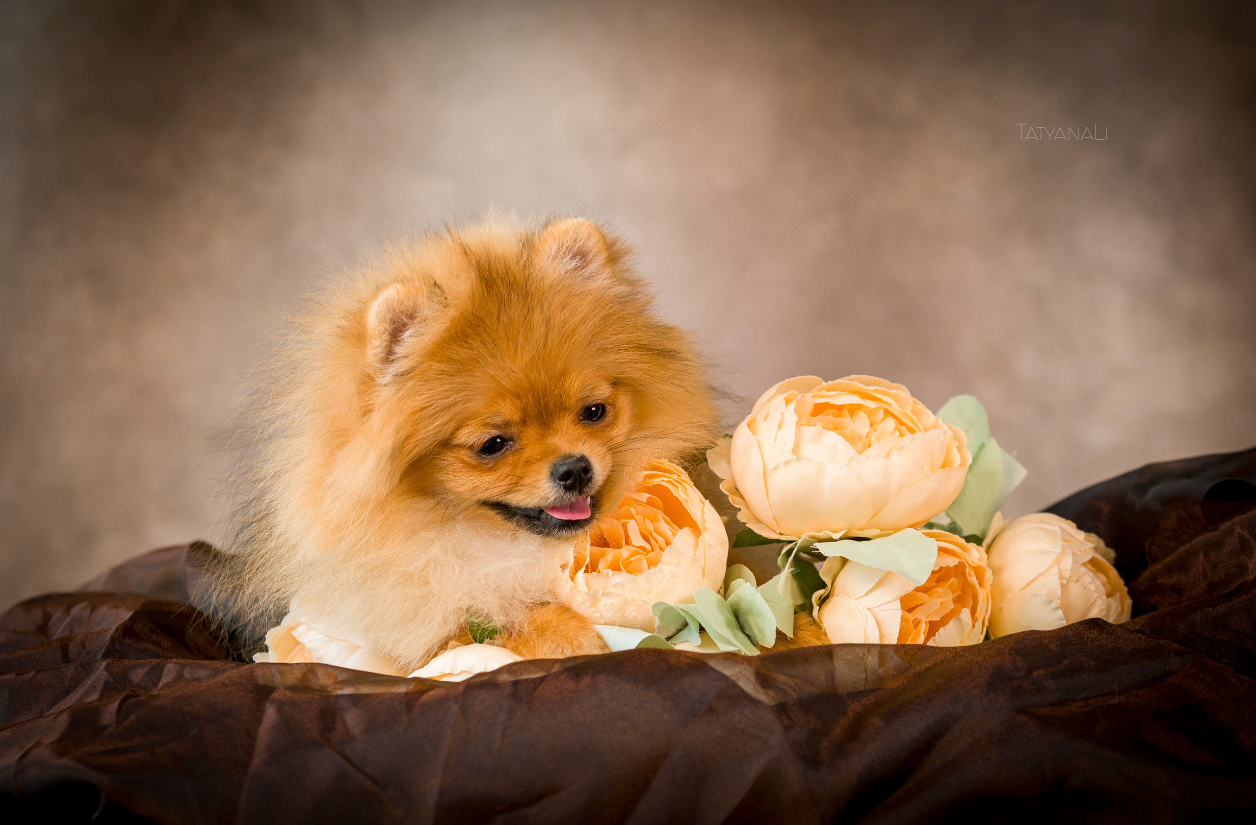 Шпиц. Фотограф — анималист Татьяна Ли