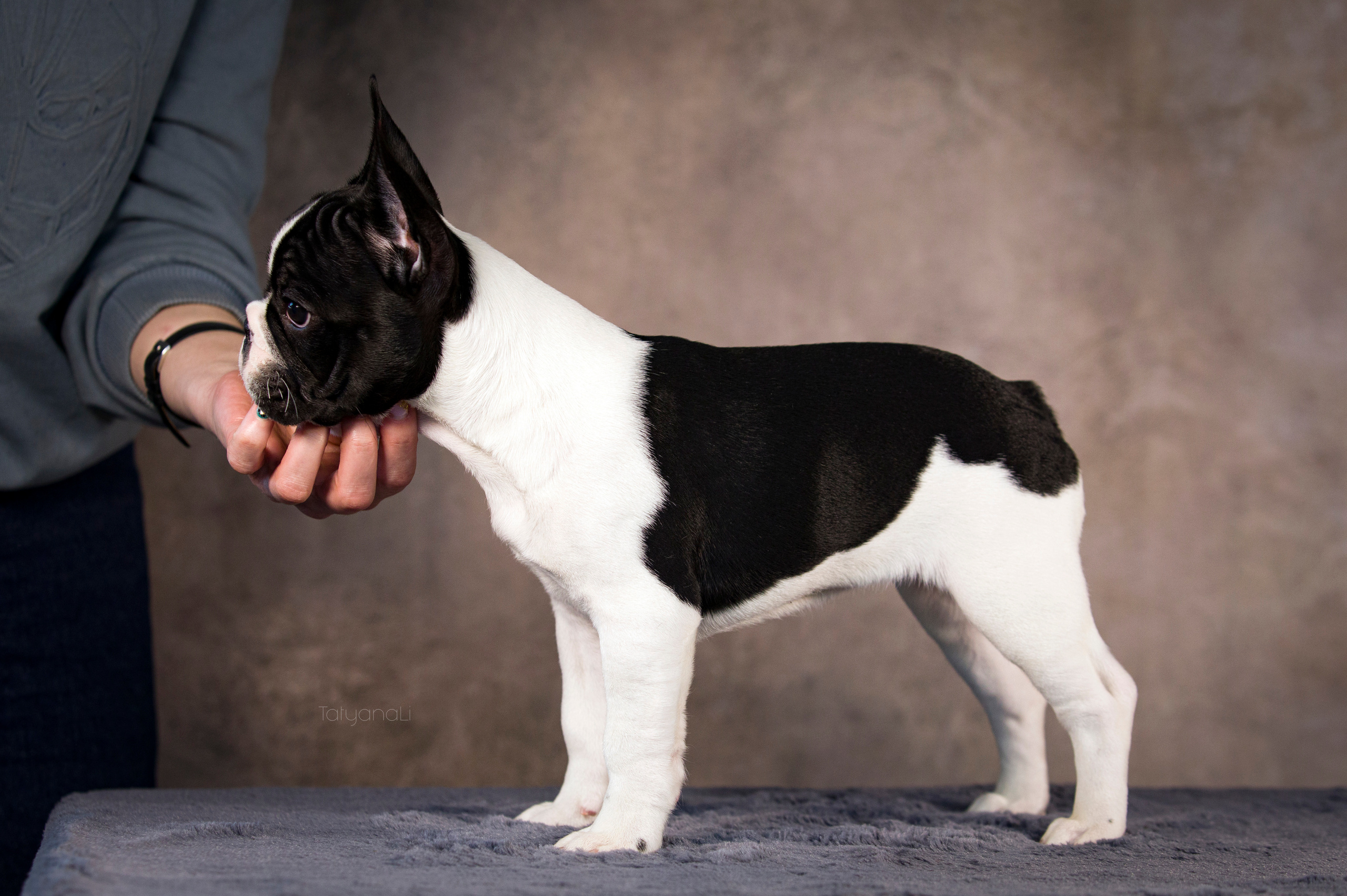 Щенки. Фотограф — анималист Татьяна Ли