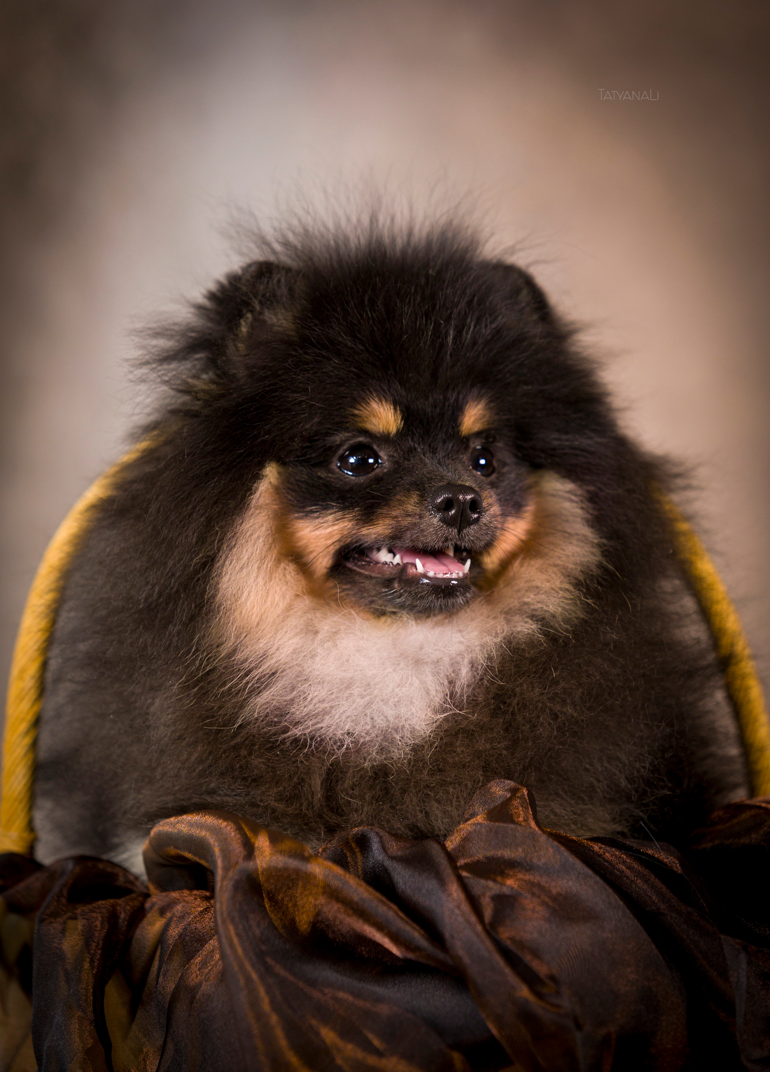 Шпиц. Фотограф — анималист Татьяна Ли