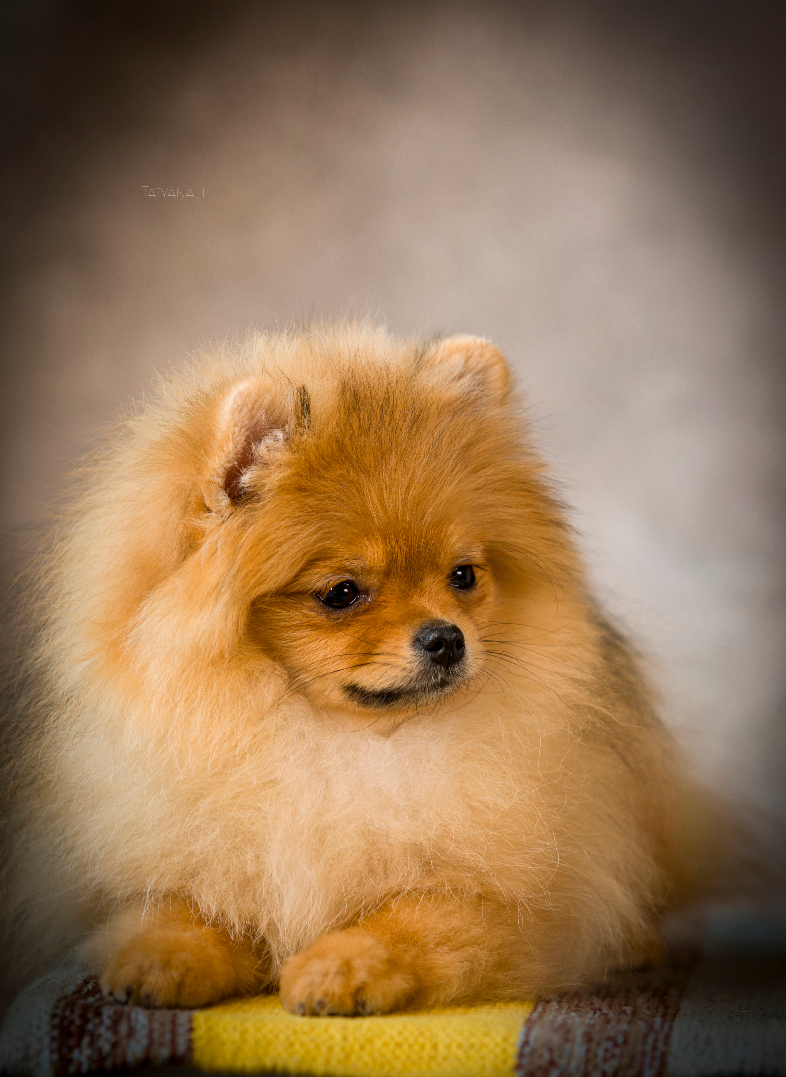 Шпиц. Фотограф — анималист Татьяна Ли