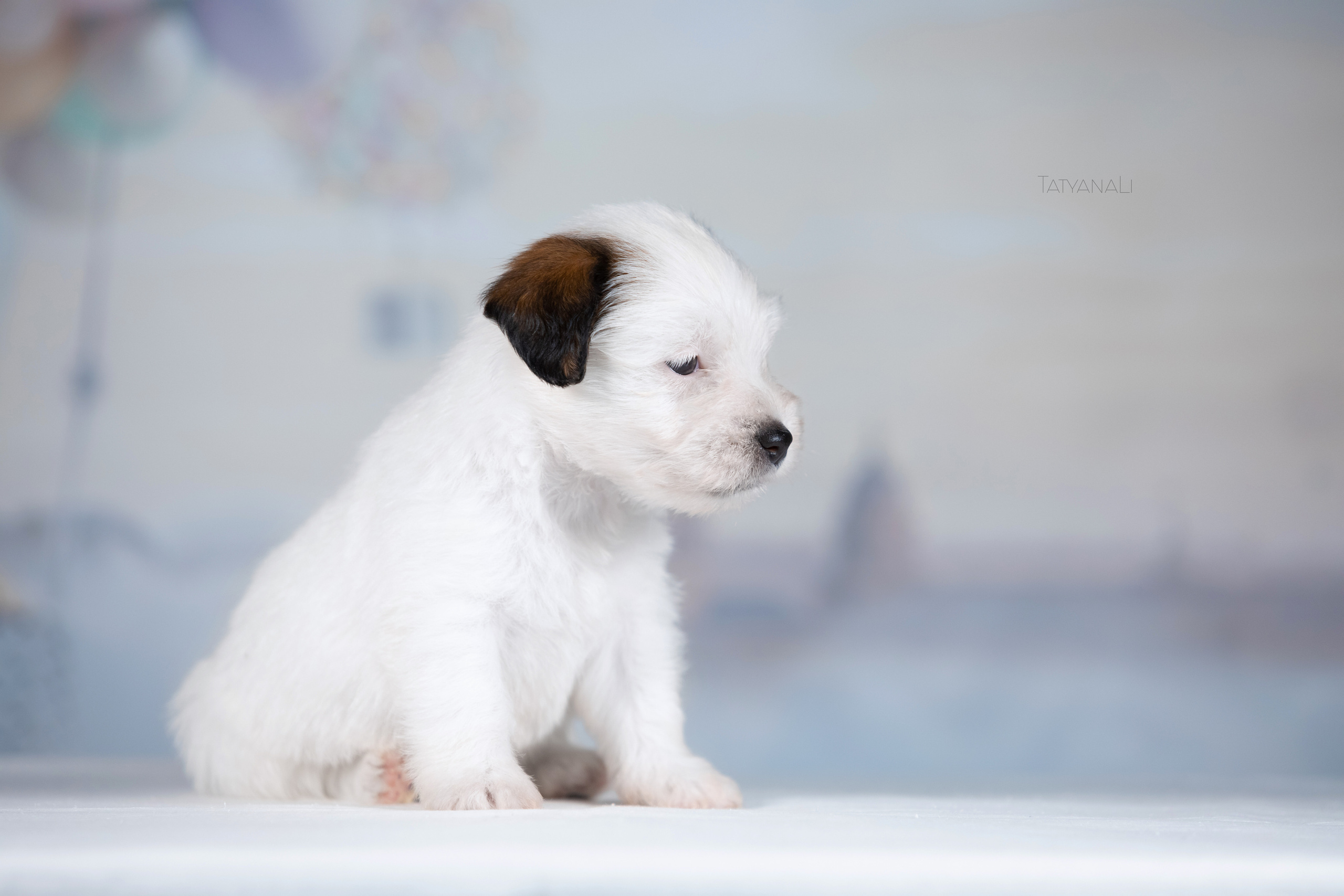 Джек-рассел-терьер. Фотограф — анималист Татьяна Ли