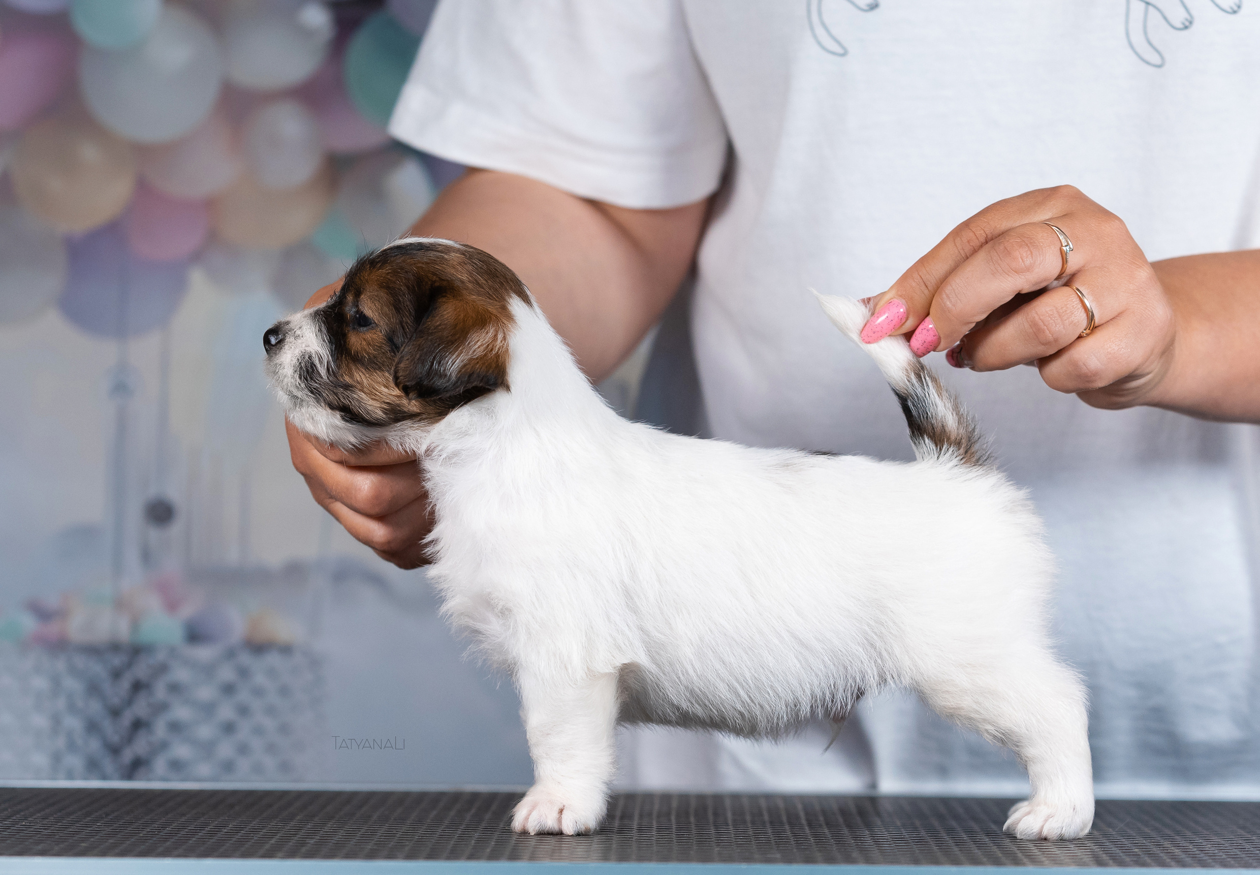 Джек-рассел-терьер. Фотограф — анималист Татьяна Ли