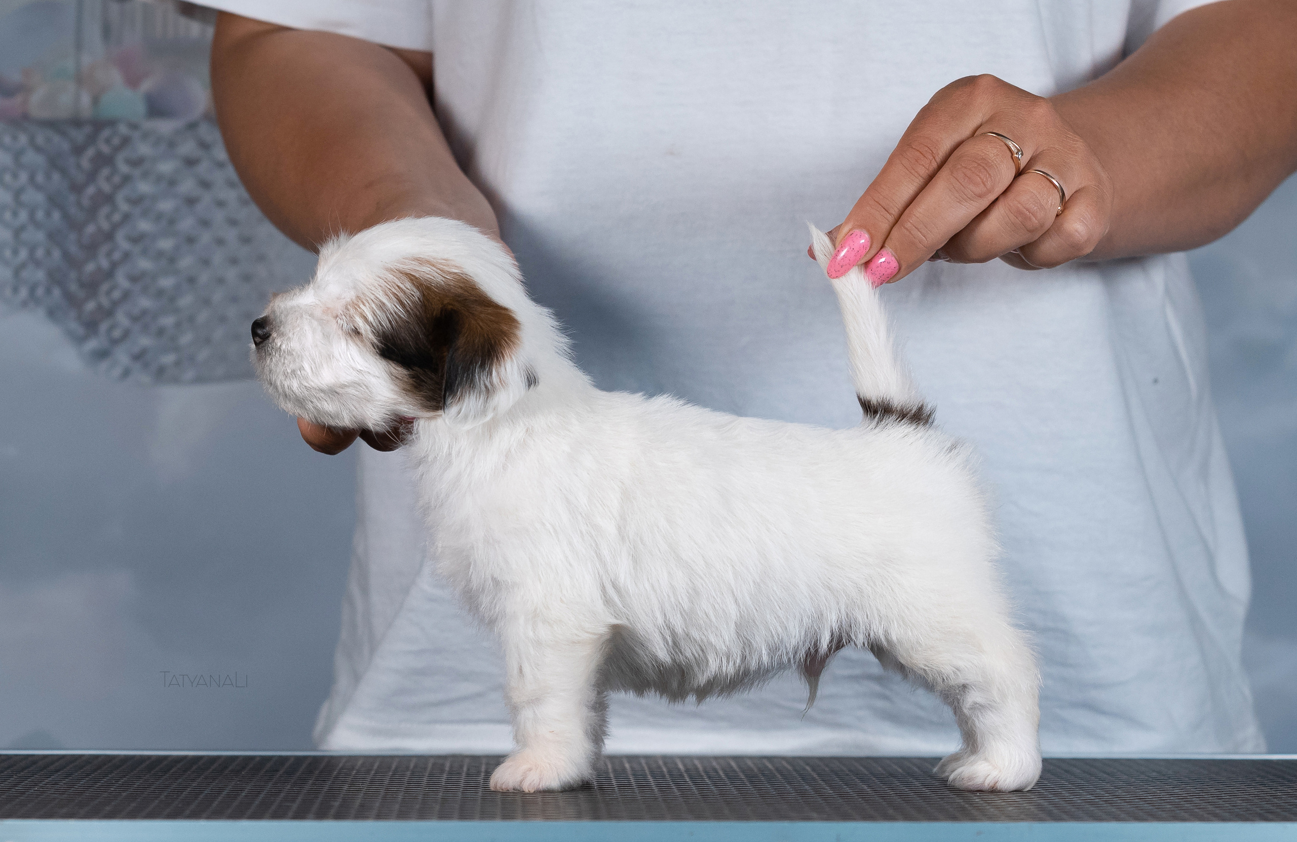 Джек-рассел-терьер. Фотограф — анималист Татьяна Ли