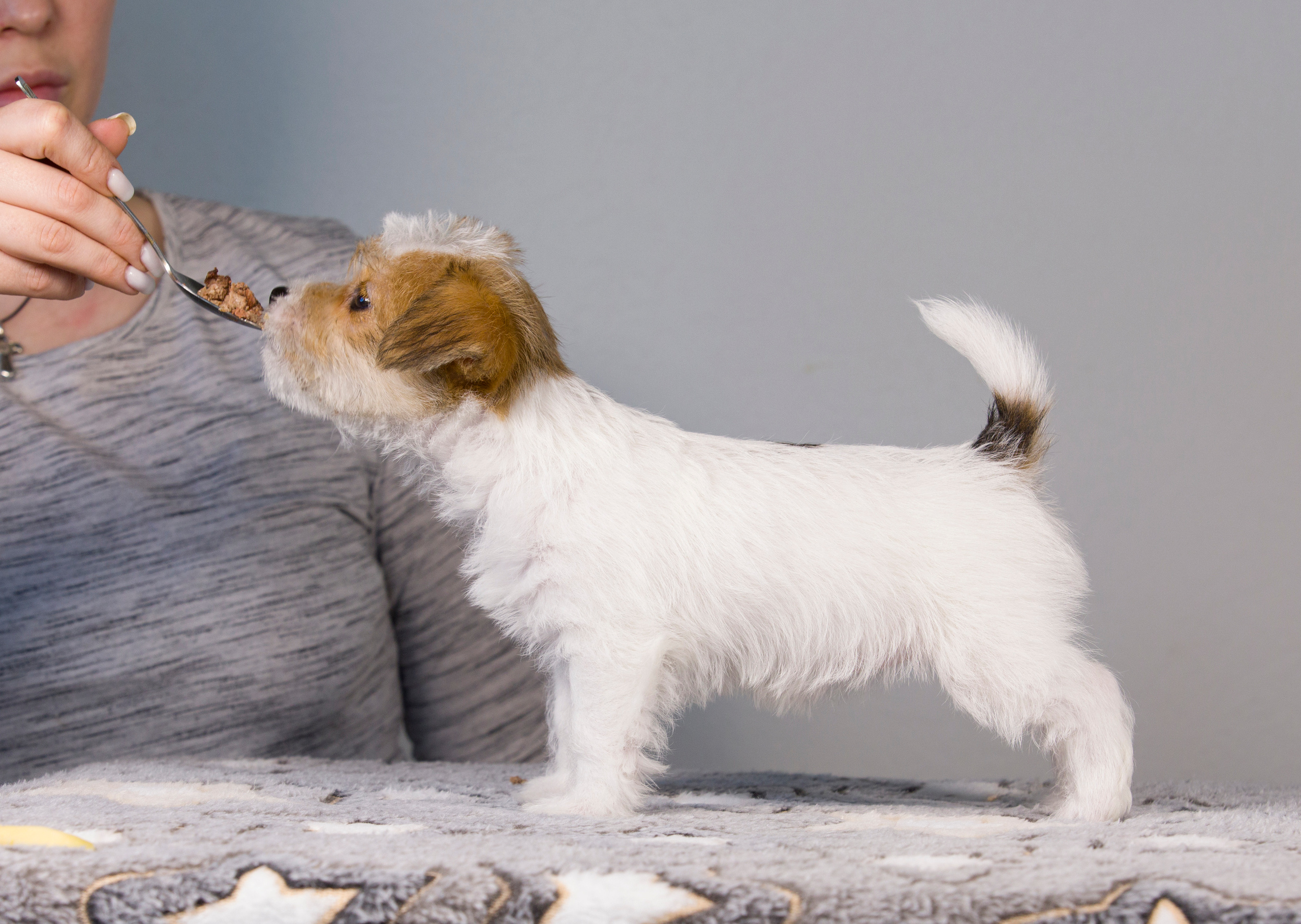 Щенки. Фотограф — анималист Татьяна Ли