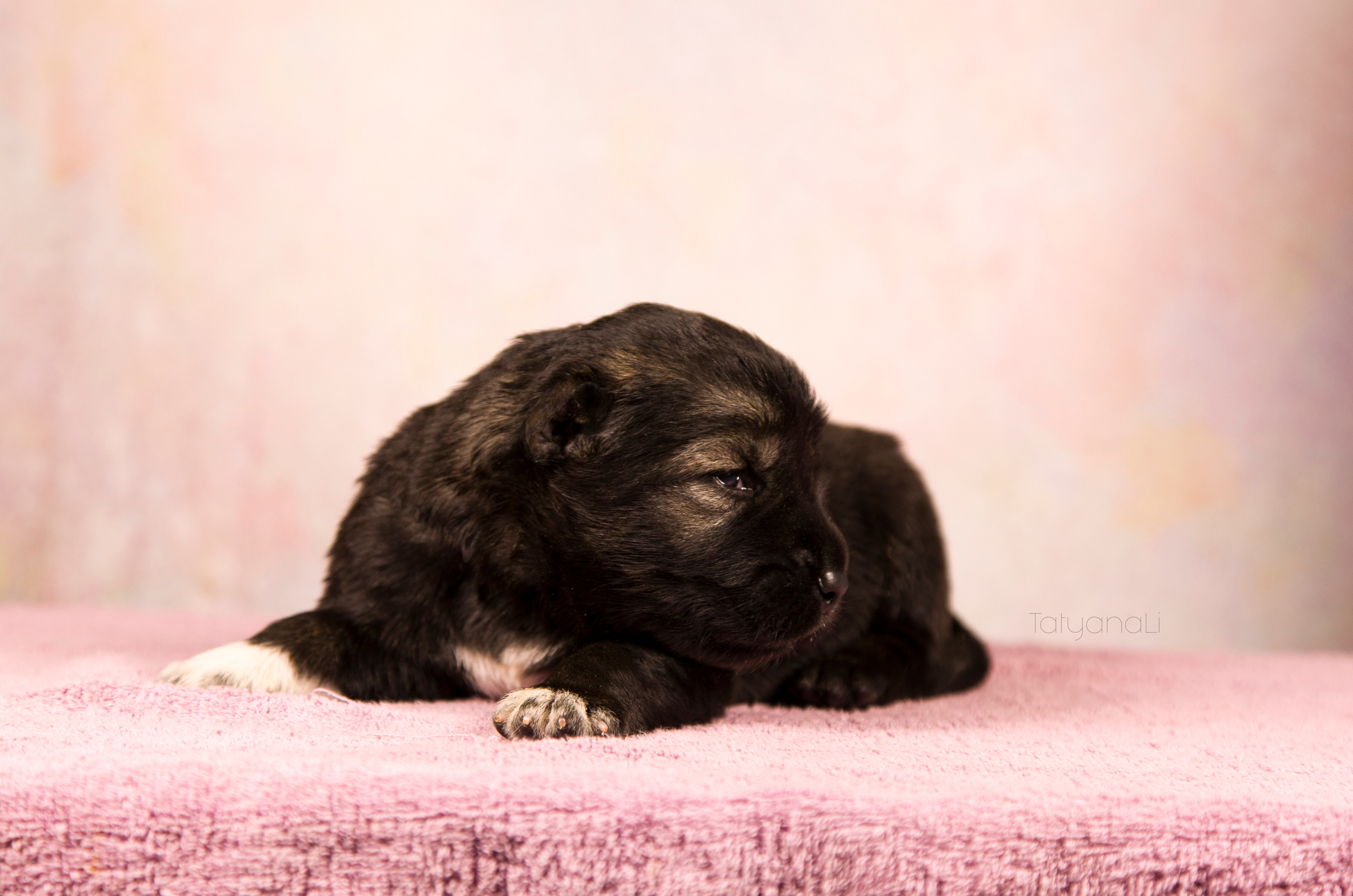 Щенки. Фотограф — анималист Татьяна Ли