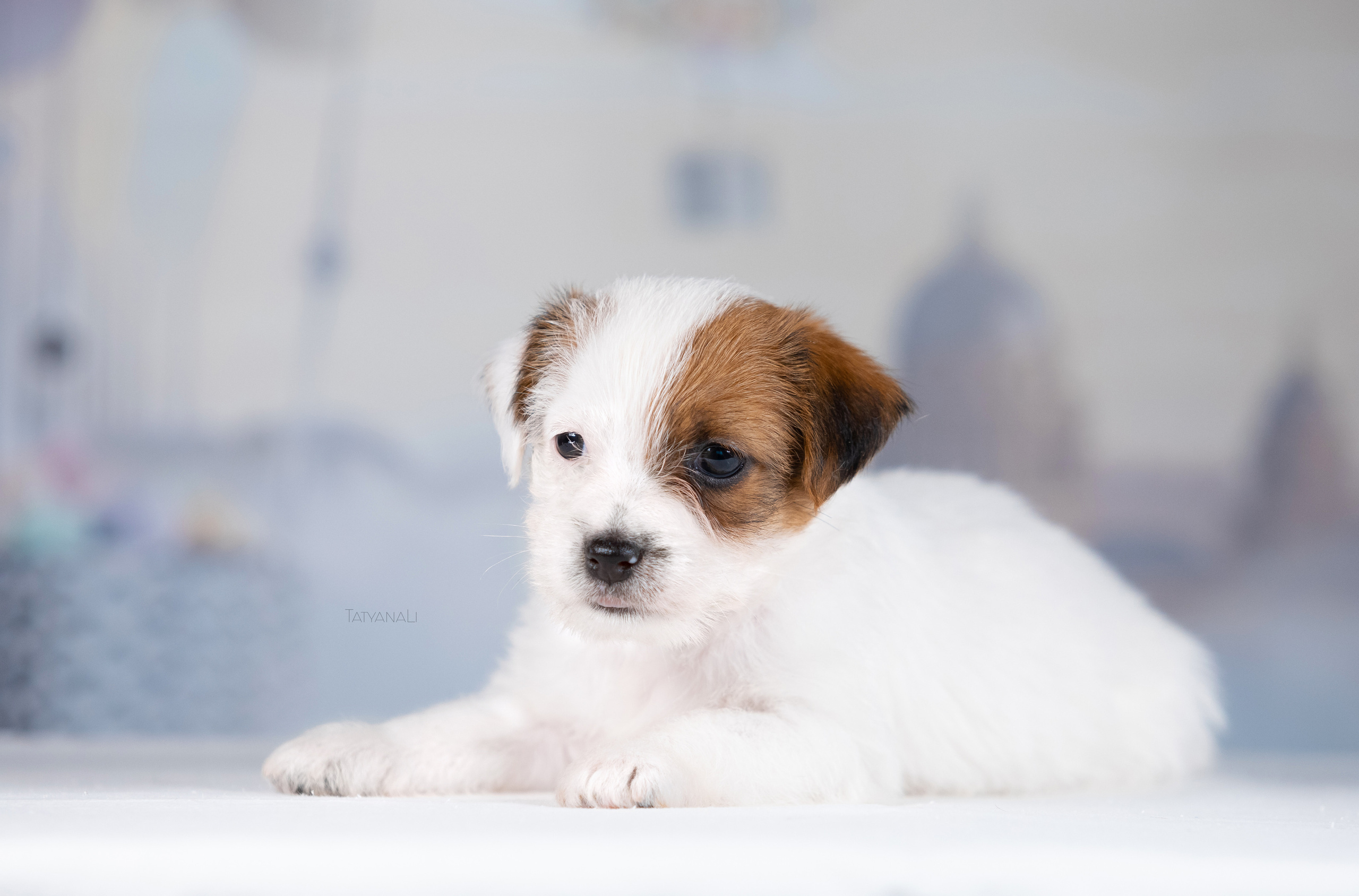 Джек-рассел-терьер. Фотограф — анималист Татьяна Ли