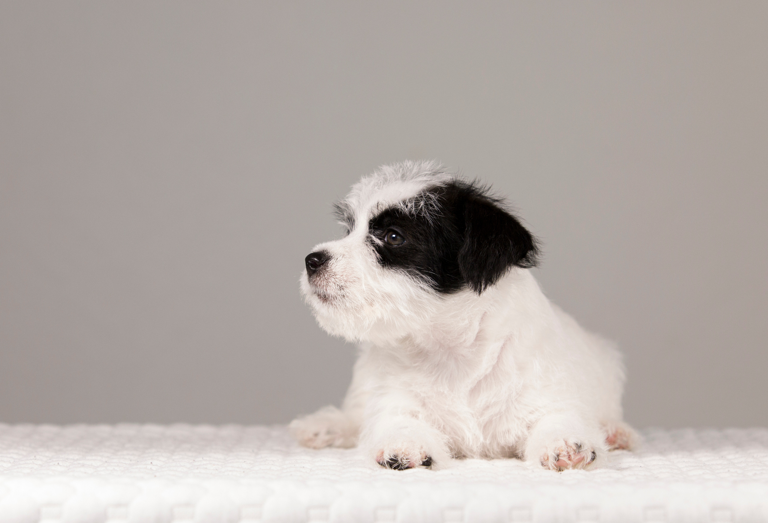 Щенки. Фотограф — анималист Татьяна Ли