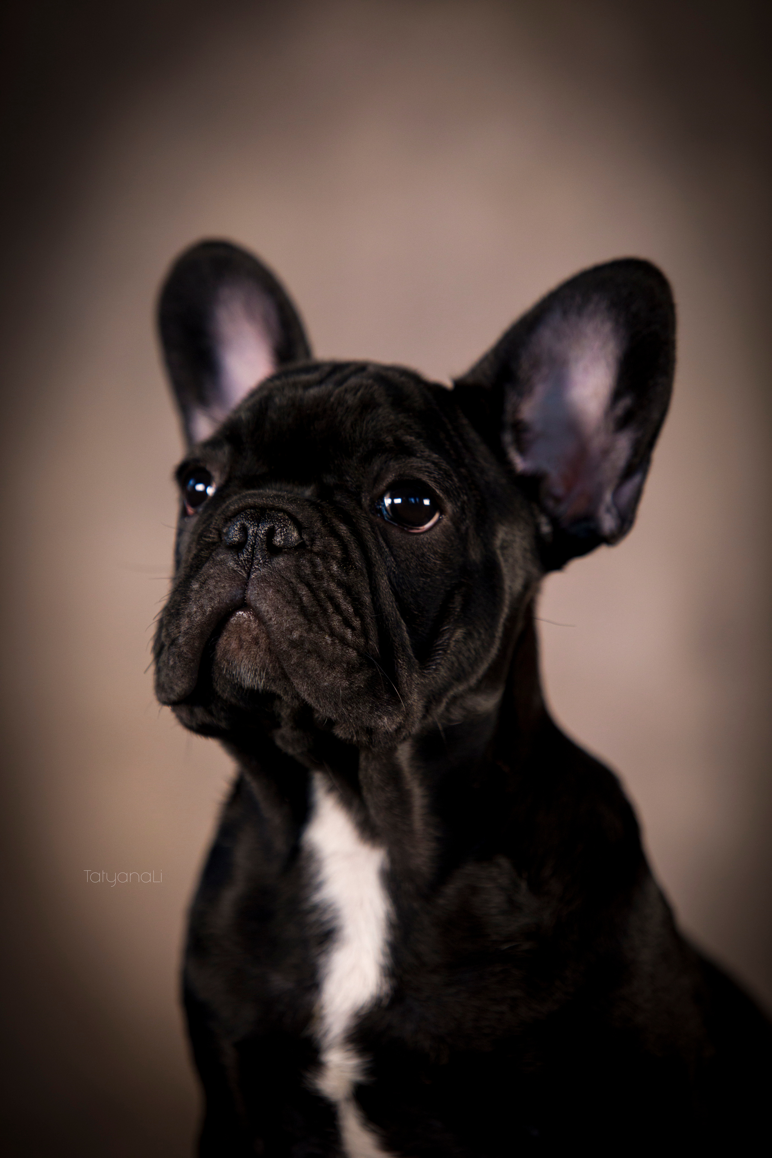 Щенки. Фотограф — анималист Татьяна Ли