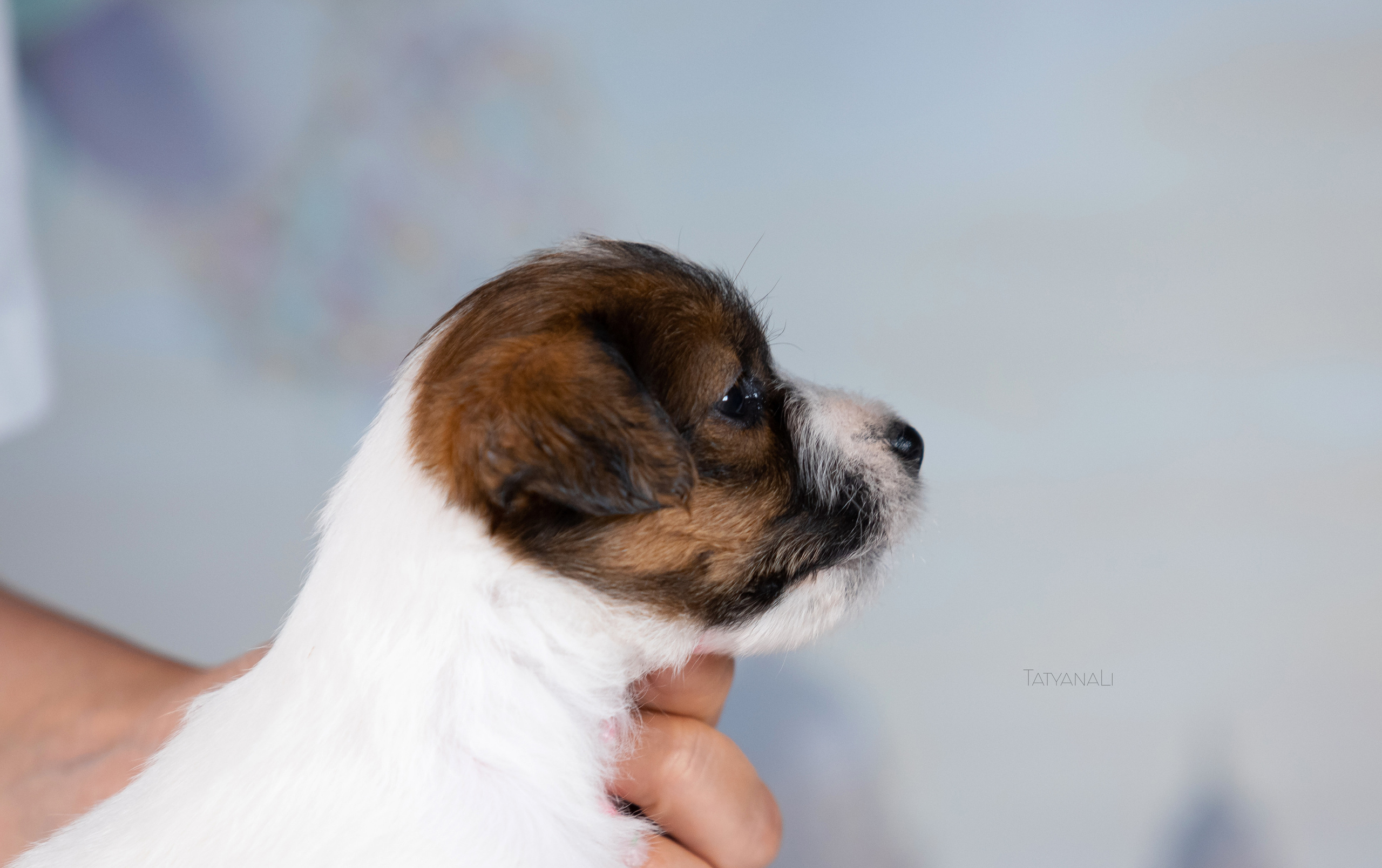 Джек-рассел-терьер. Фотограф — анималист Татьяна Ли