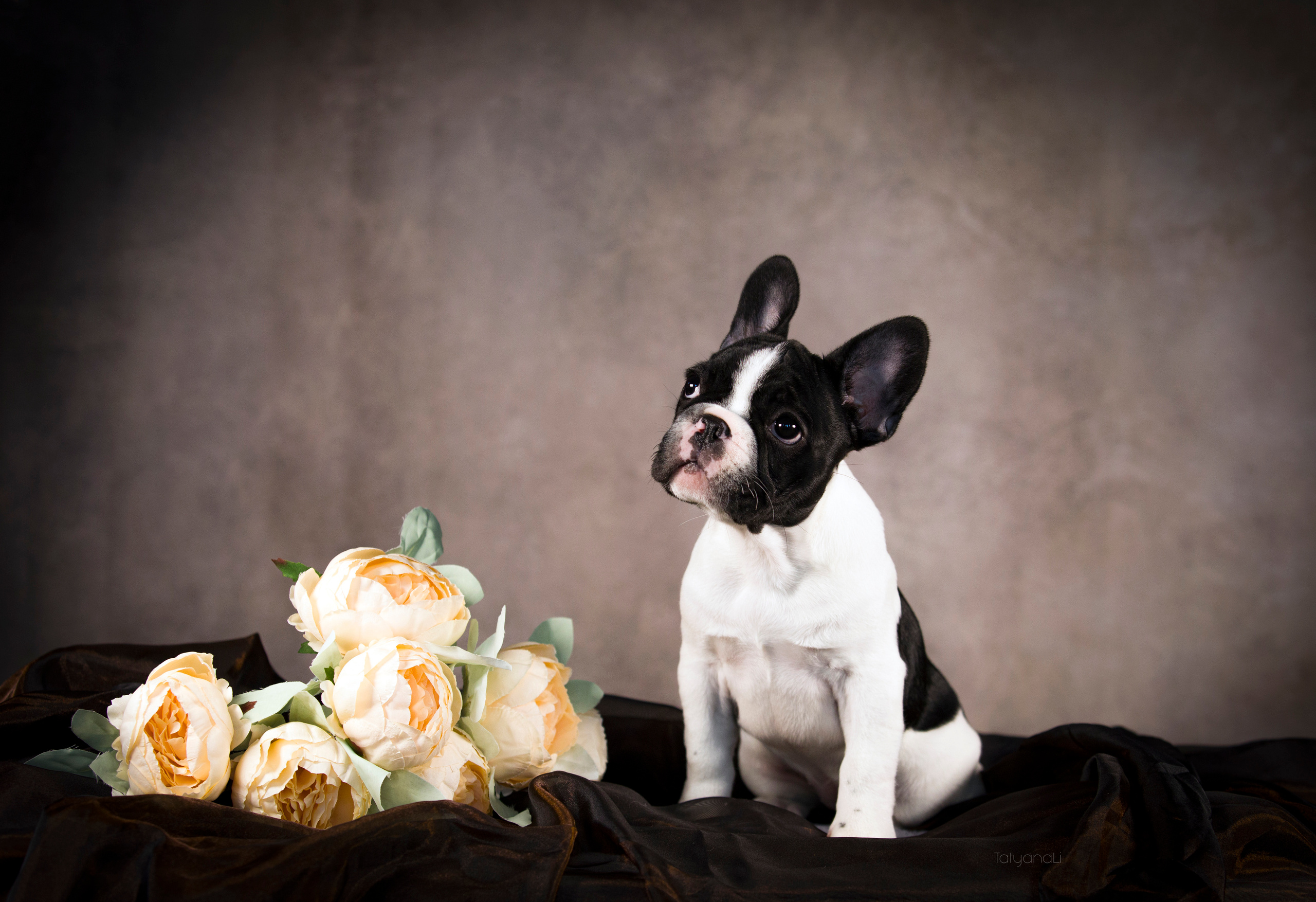 Щенки. Фотограф — анималист Татьяна Ли