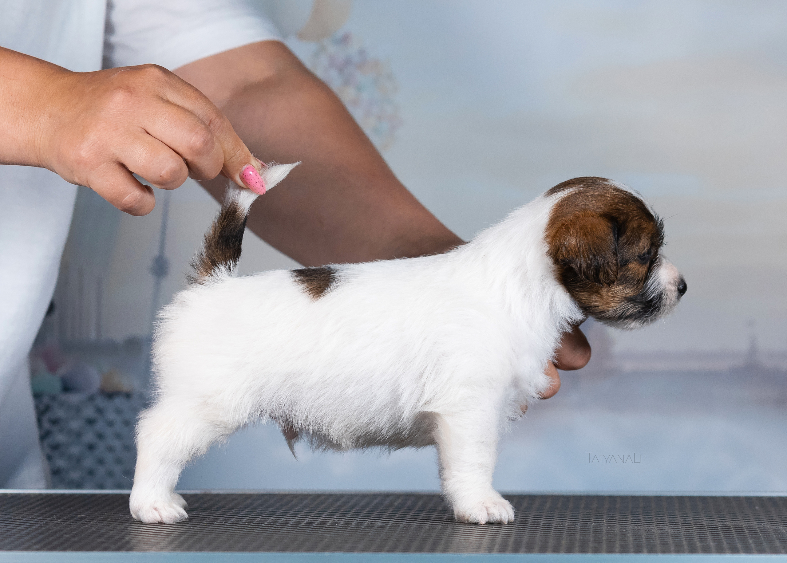 Джек-рассел-терьер. Фотограф — анималист Татьяна Ли