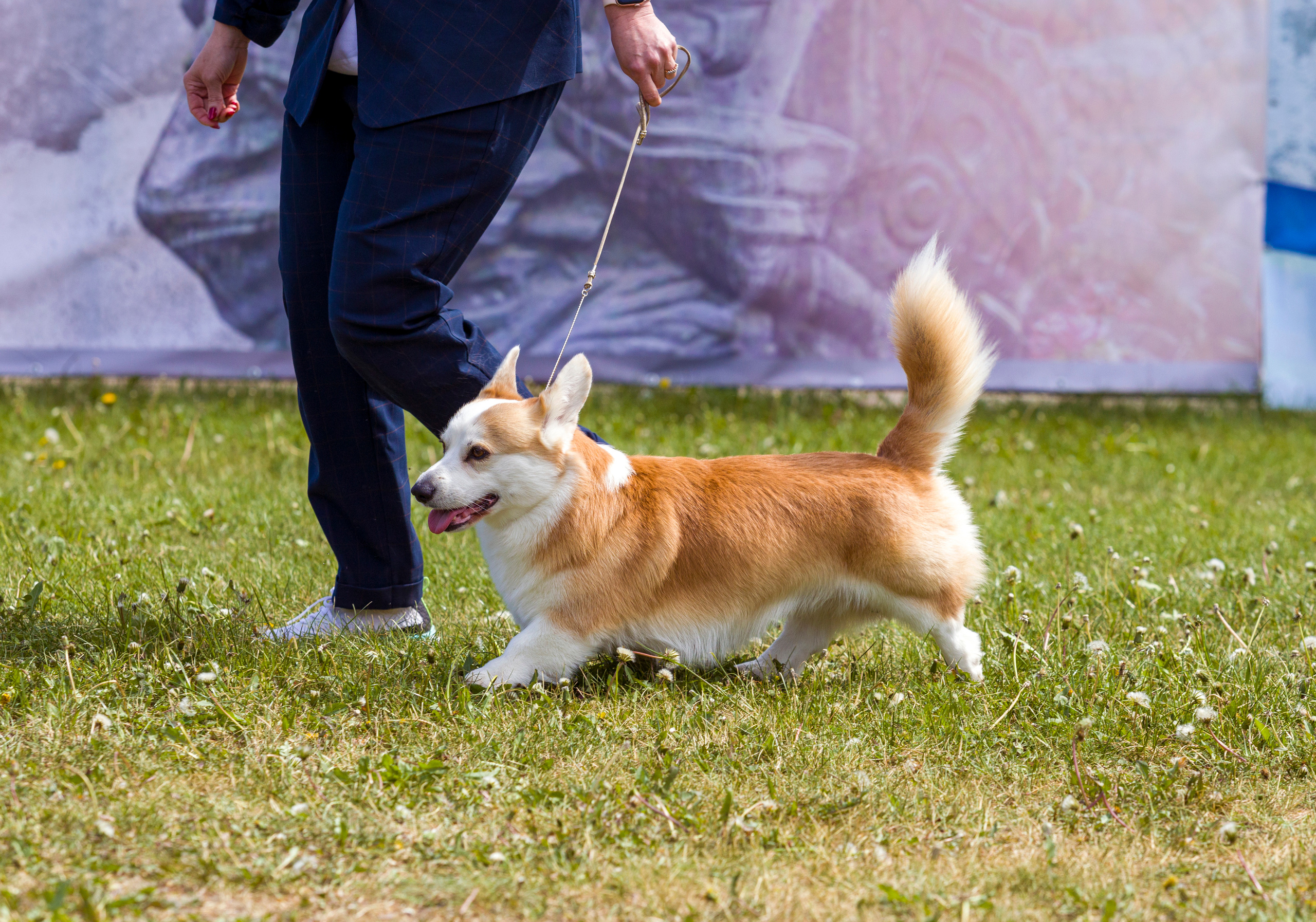 Выставки. Фотограф — анималист Татьяна Ли