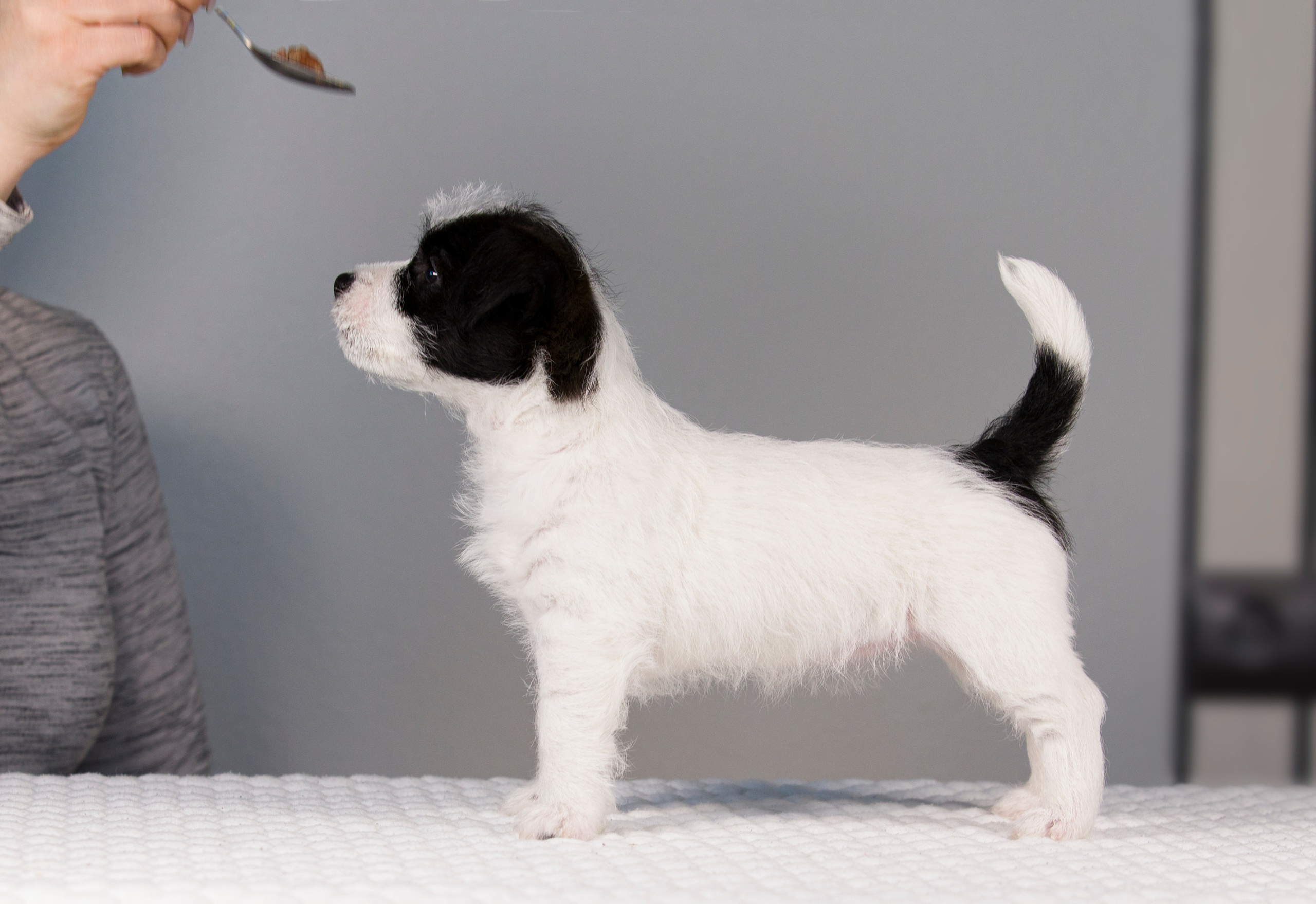 Щенки. Фотограф — анималист Татьяна Ли