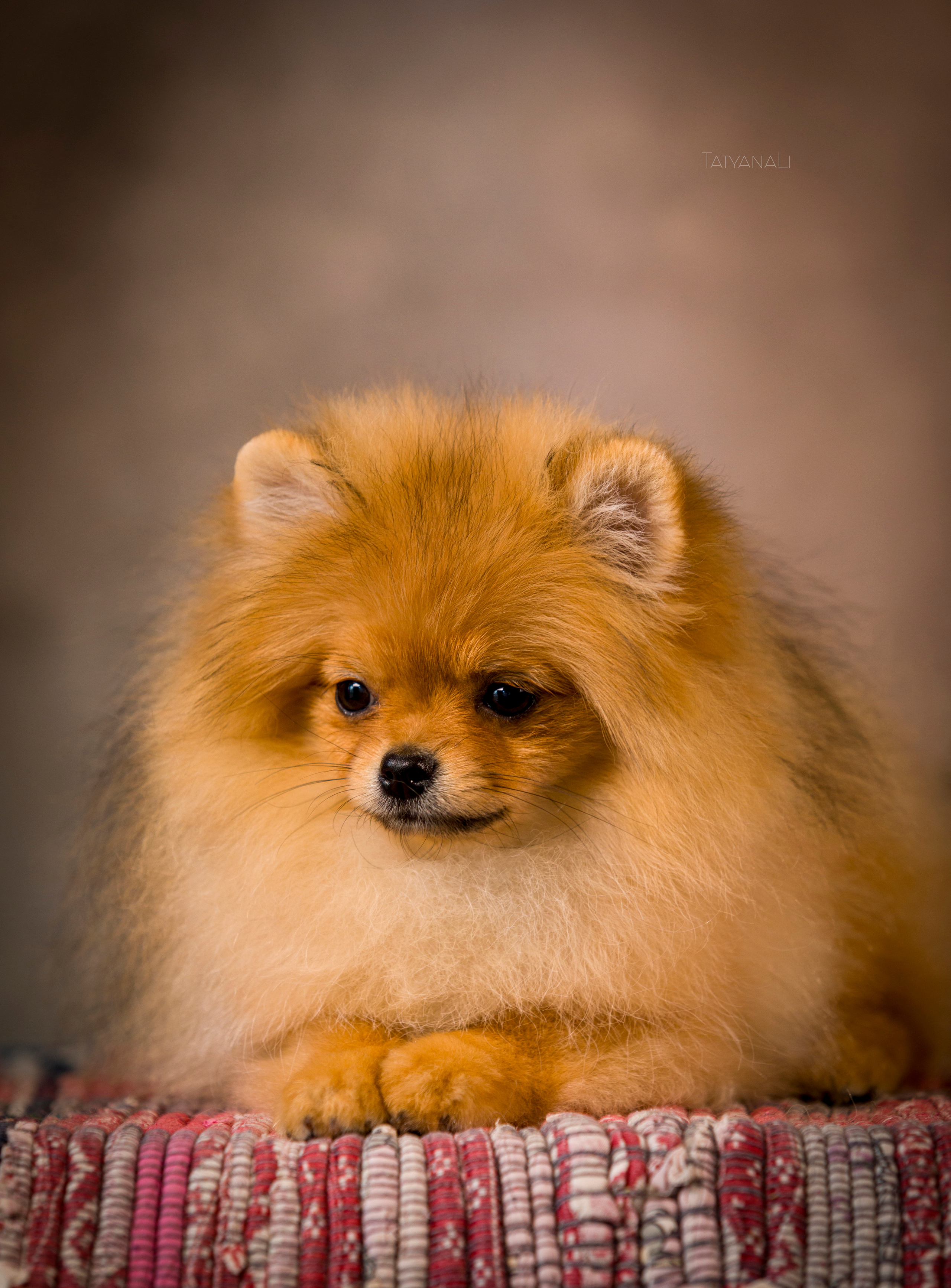 Шпиц. Фотограф — анималист Татьяна Ли