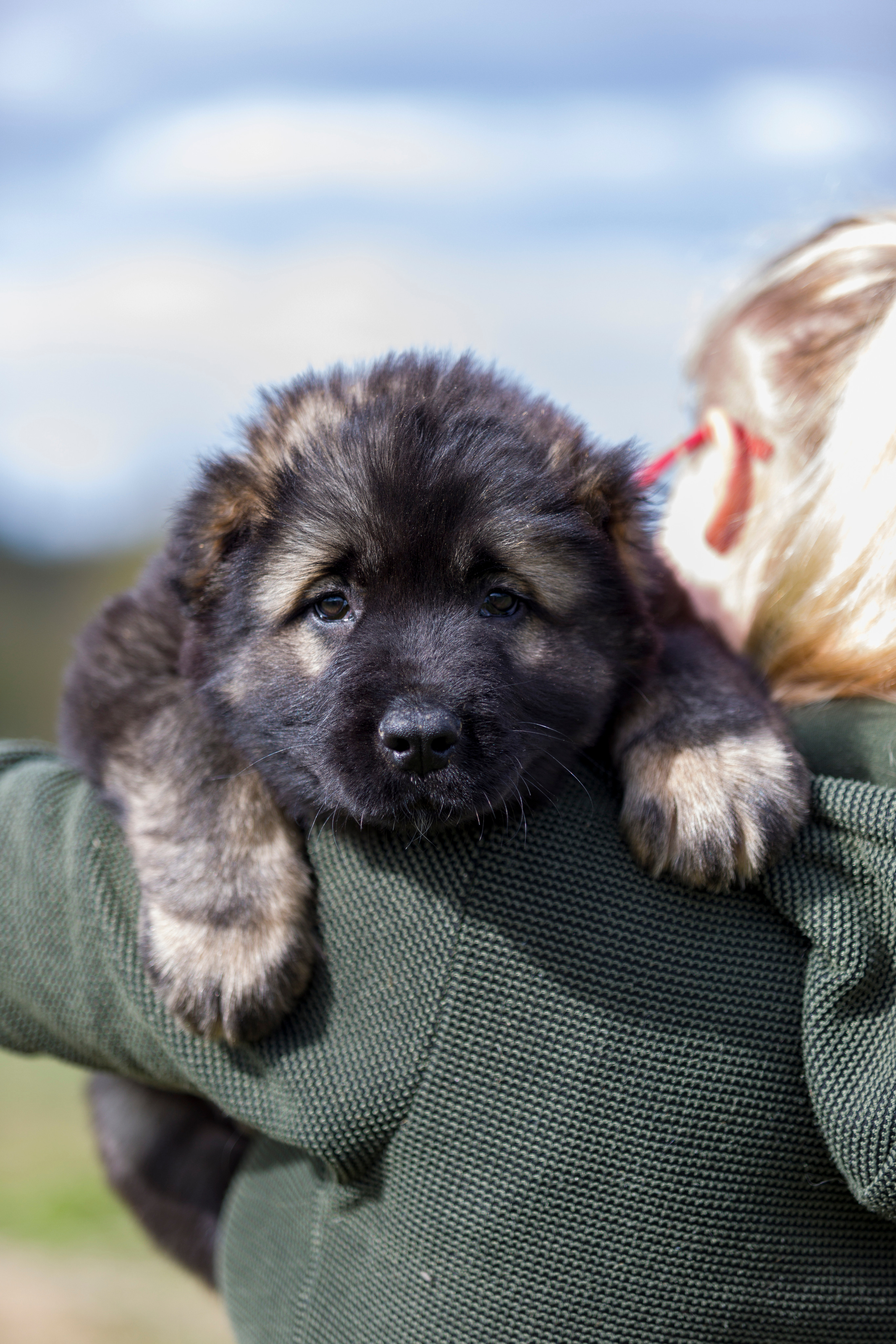 Щенки. Фотограф — анималист Татьяна Ли