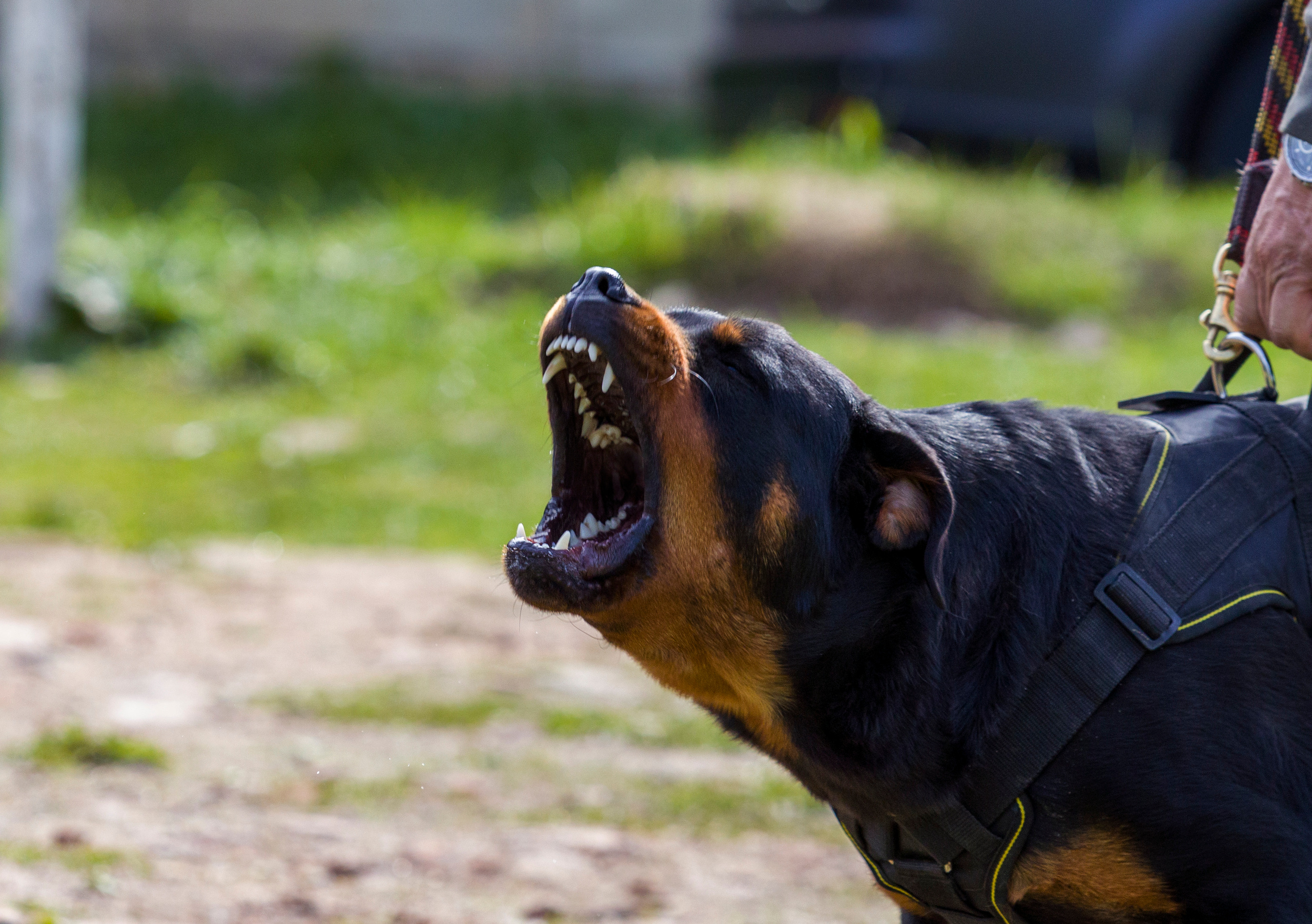 Фотограф — анималист Татьяна Ли