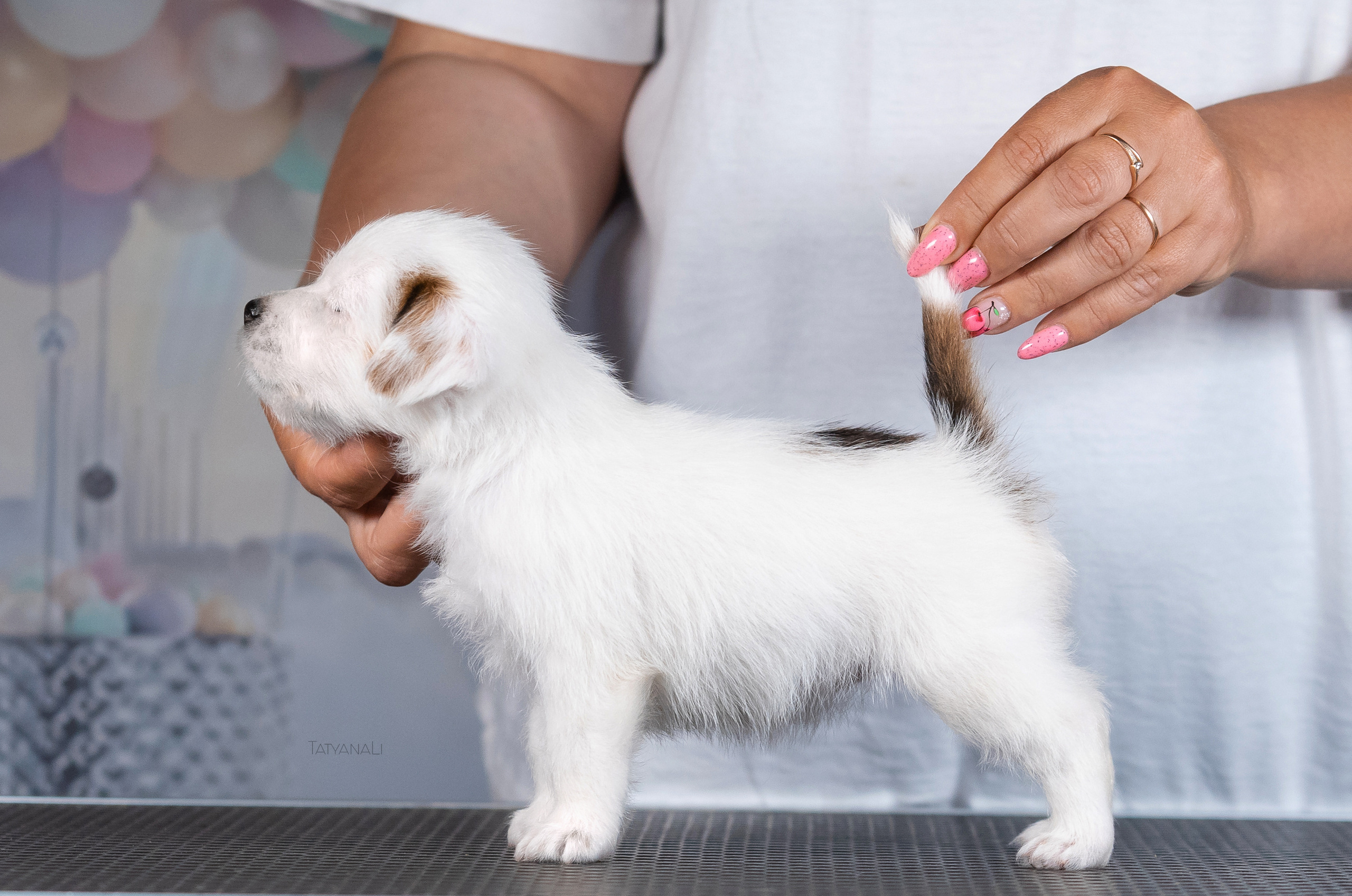 Джек-рассел-терьер. Фотограф — анималист Татьяна Ли