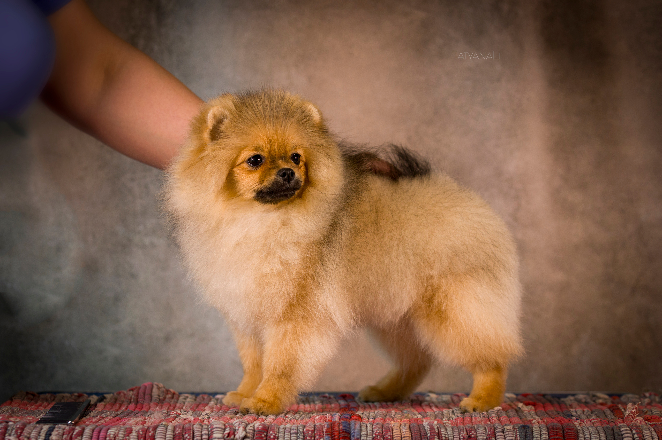 Шпиц. Фотограф — анималист Татьяна Ли