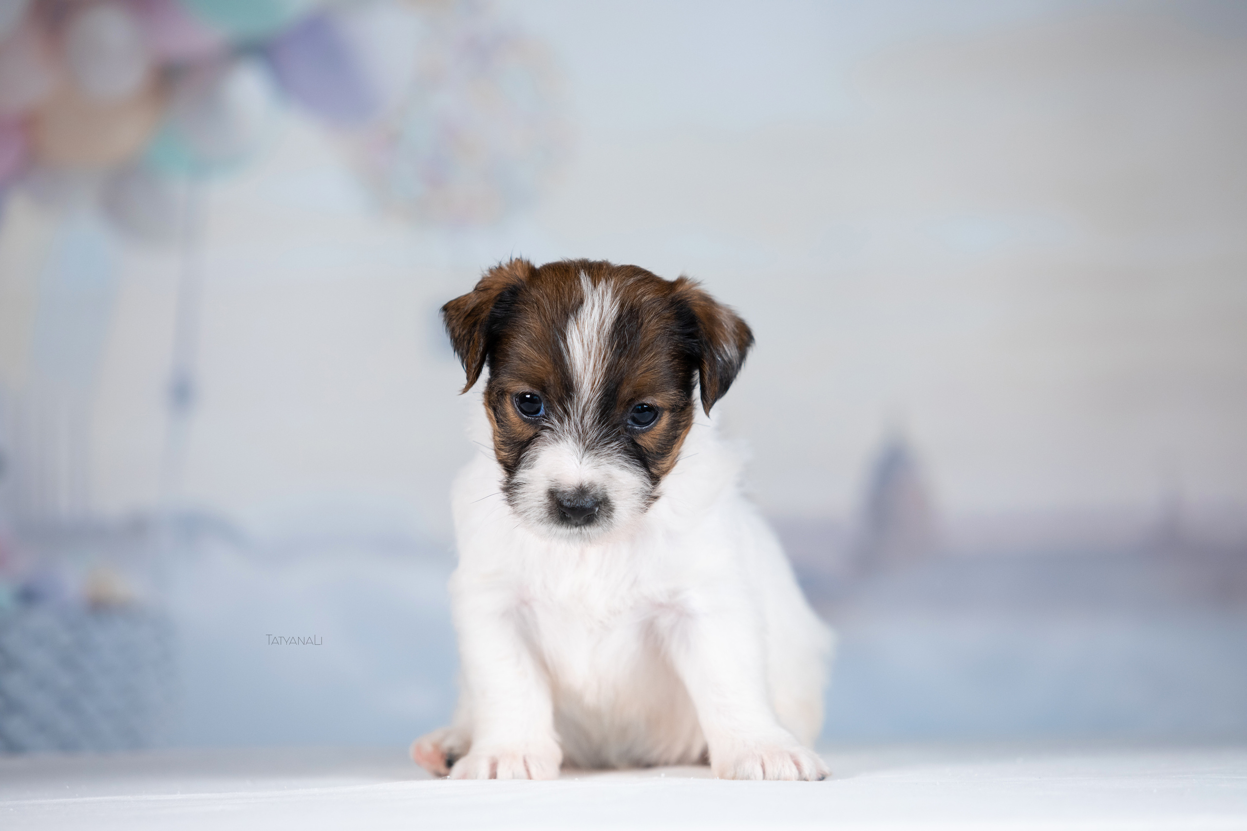 Джек-рассел-терьер. Фотограф — анималист Татьяна Ли