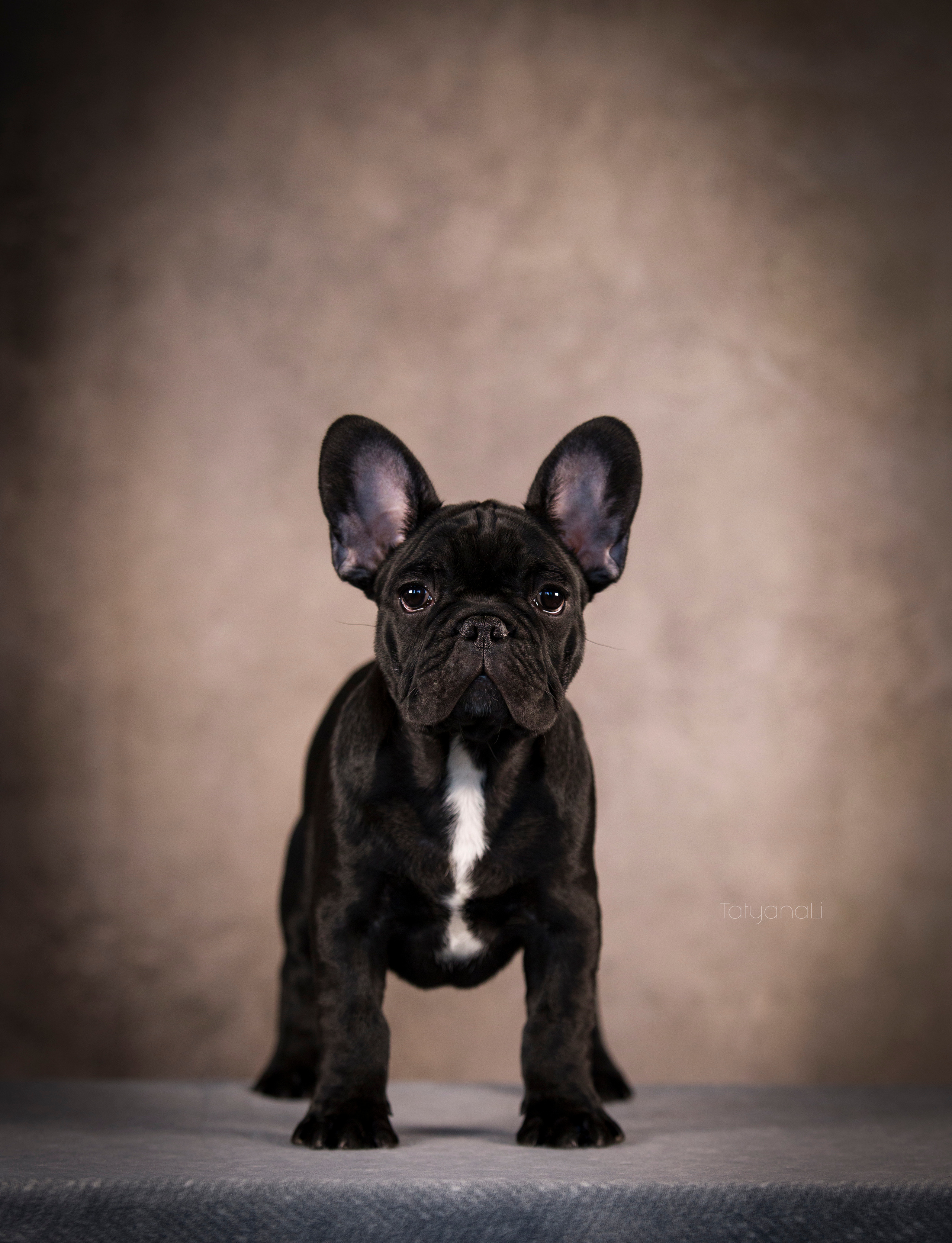 Щенки. Фотограф — анималист Татьяна Ли