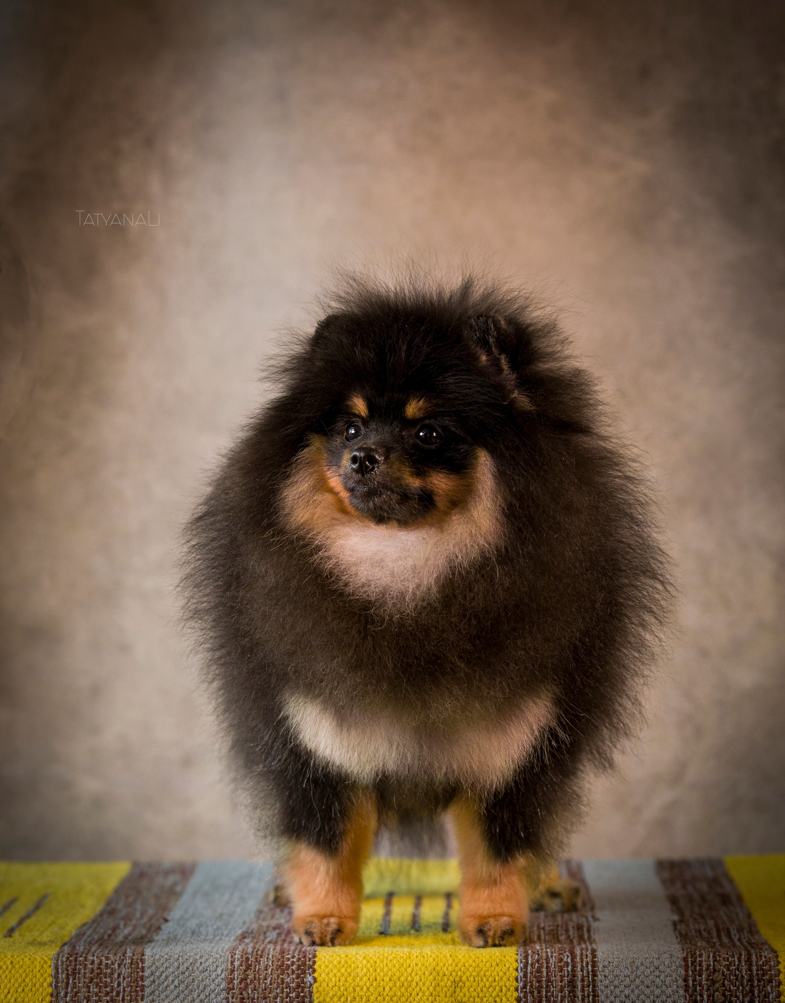 Шпиц. Фотограф — анималист Татьяна Ли