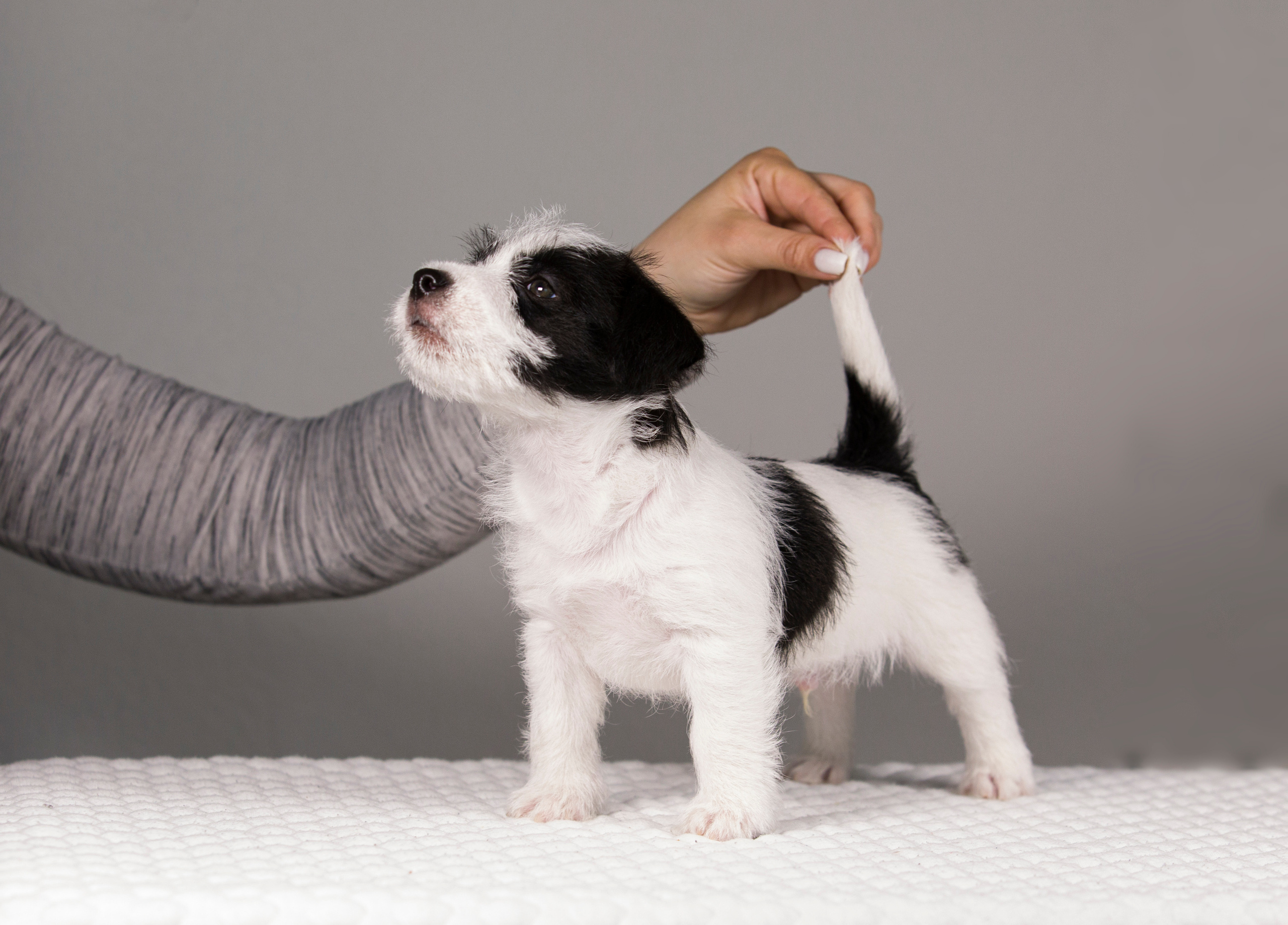 Щенки. Фотограф — анималист Татьяна Ли