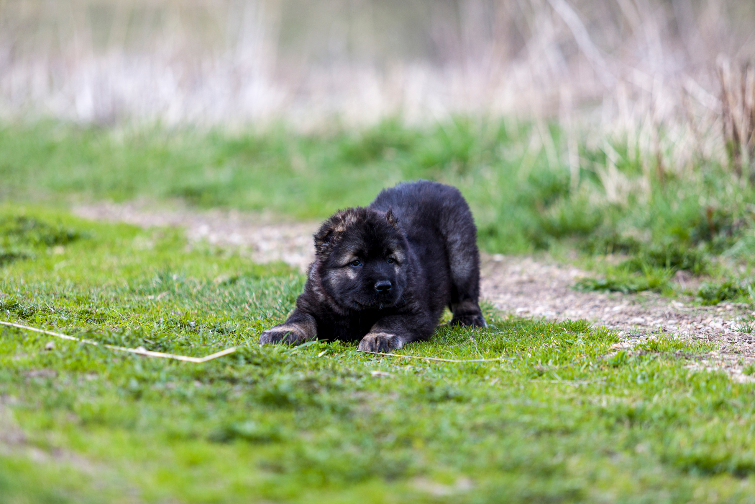 Щенки. Фотограф — анималист Татьяна Ли