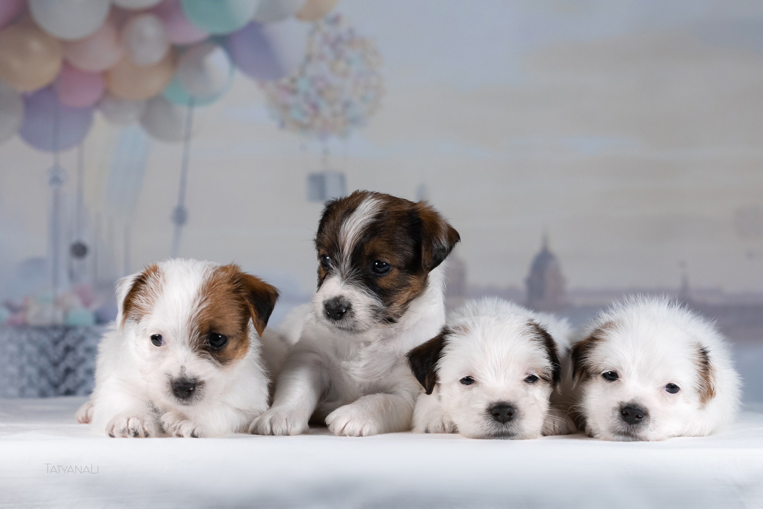 Джек-рассел-терьер. Фотограф — анималист Татьяна Ли