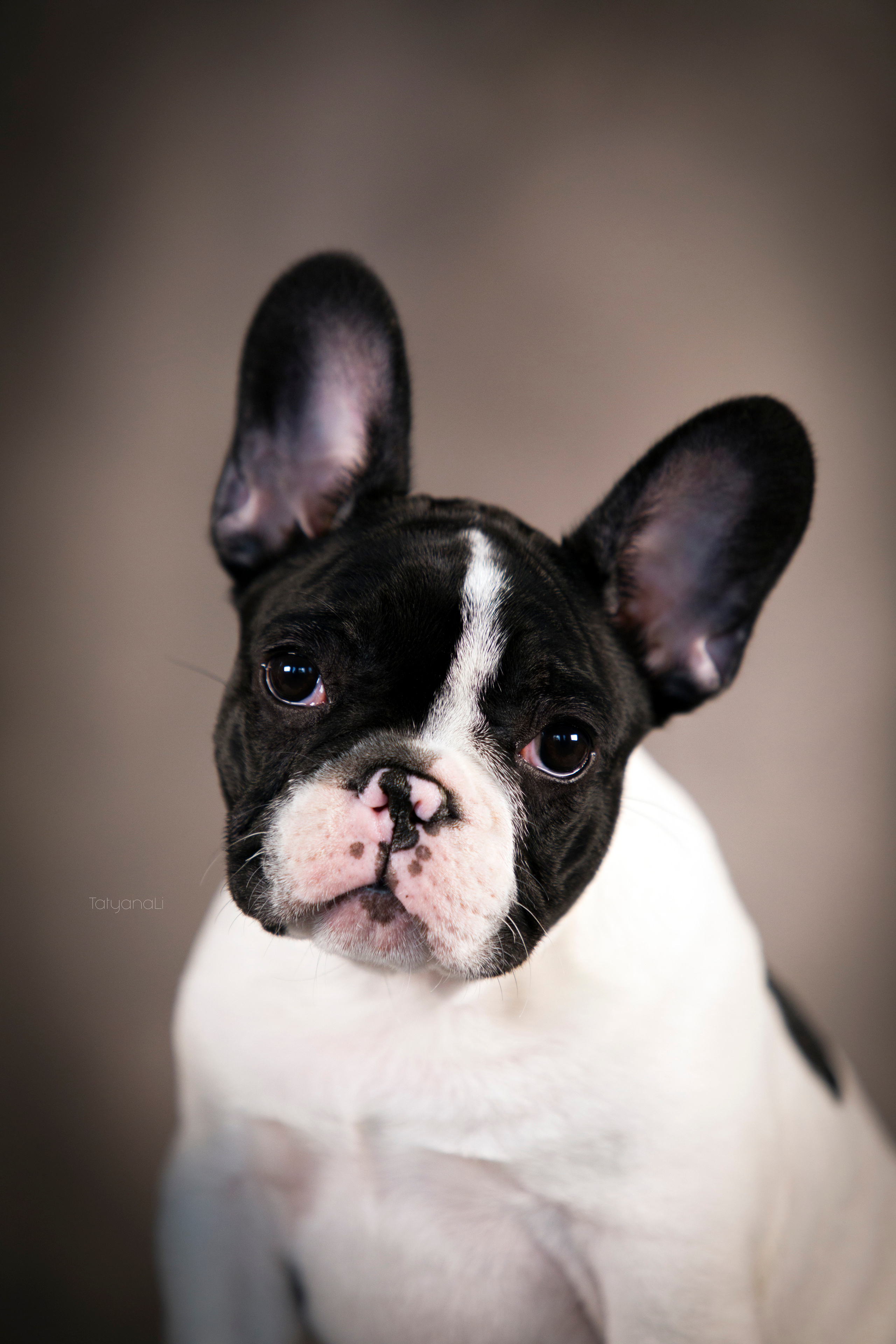 Щенки. Фотограф — анималист Татьяна Ли