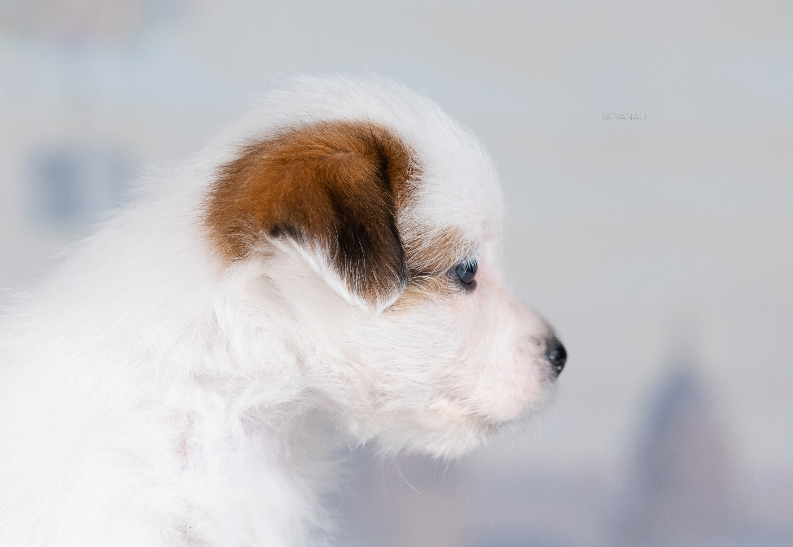 Джек-рассел-терьер. Фотограф — анималист Татьяна Ли