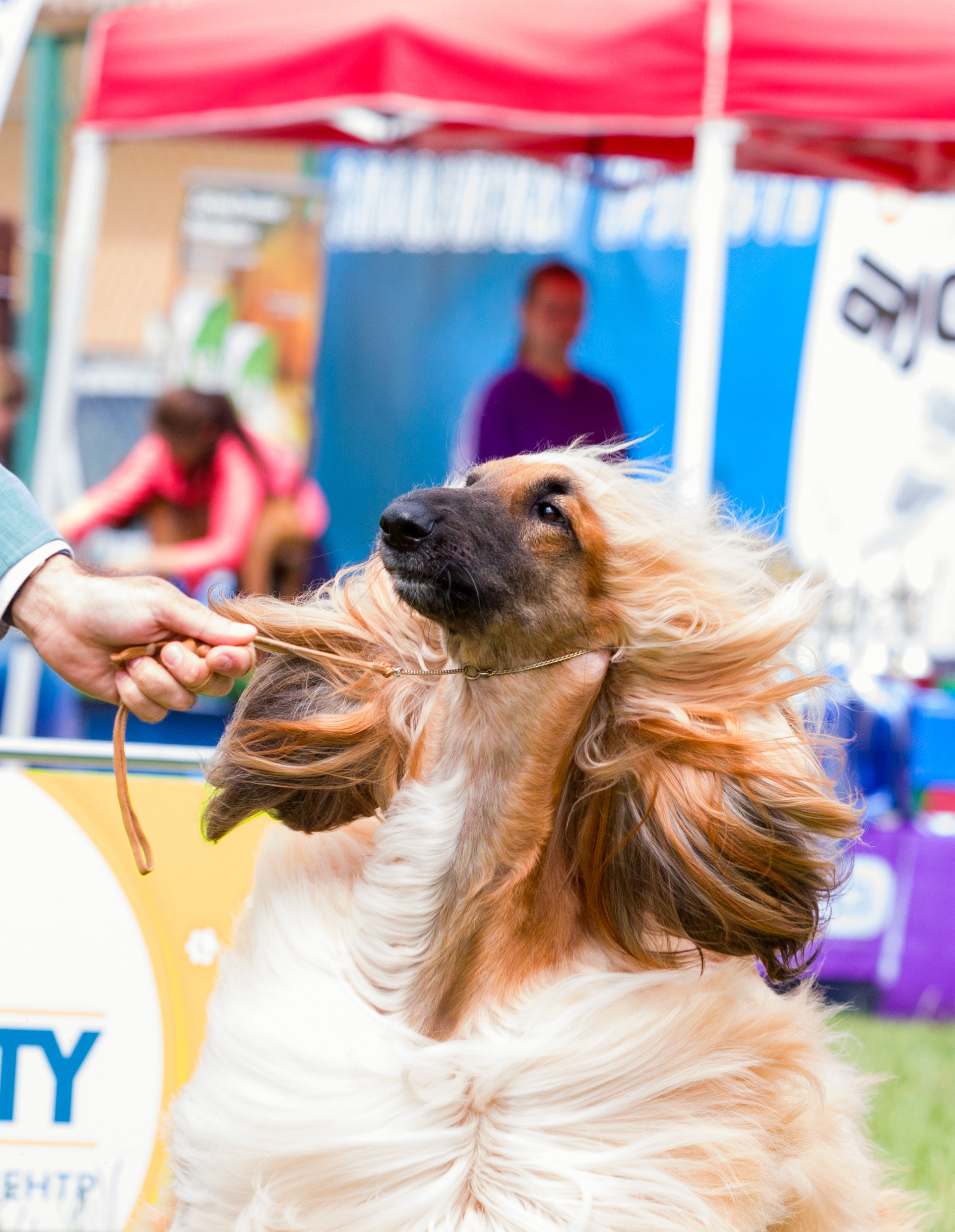Фотограф — анималист Татьяна Ли