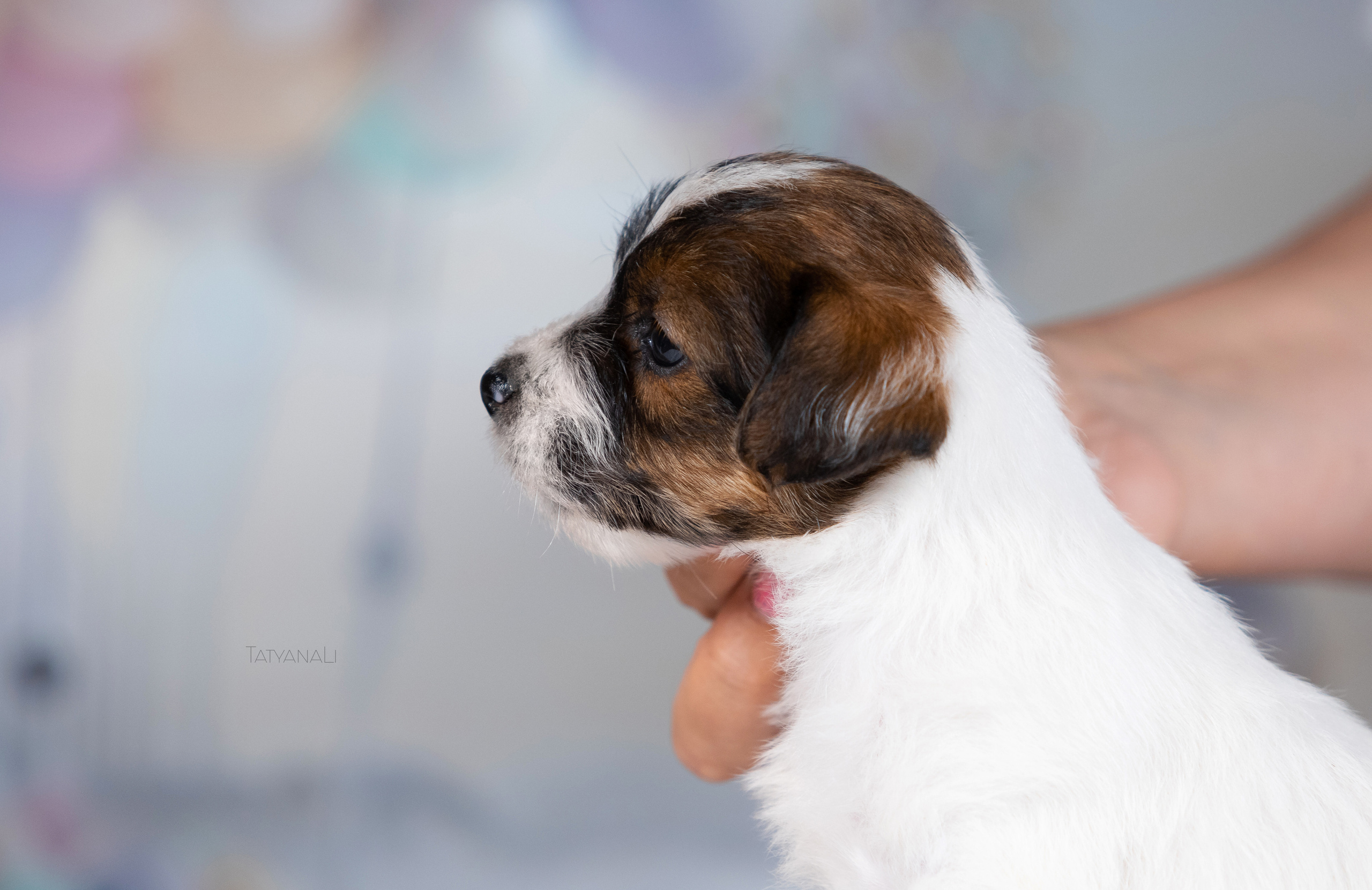 Джек-рассел-терьер. Фотограф — анималист Татьяна Ли