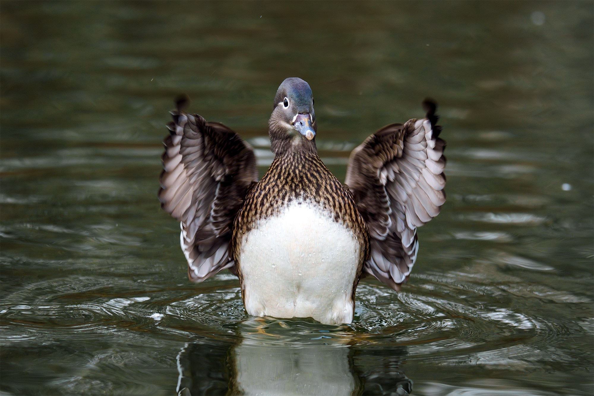 Удивительные мир птиц. Вокруг нас столько прекрасного — присмотритесь!. Ваш личный фотограф Марина Волкова