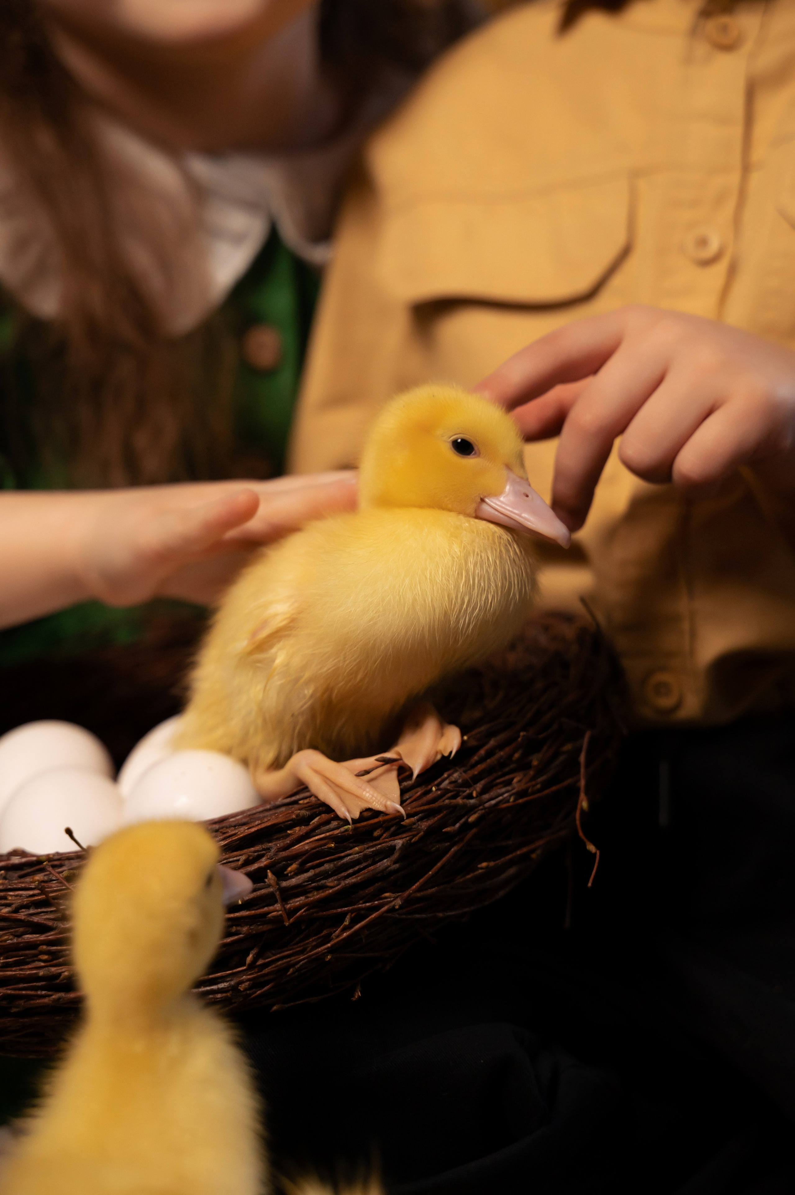 Купание утят. Елена Задорина