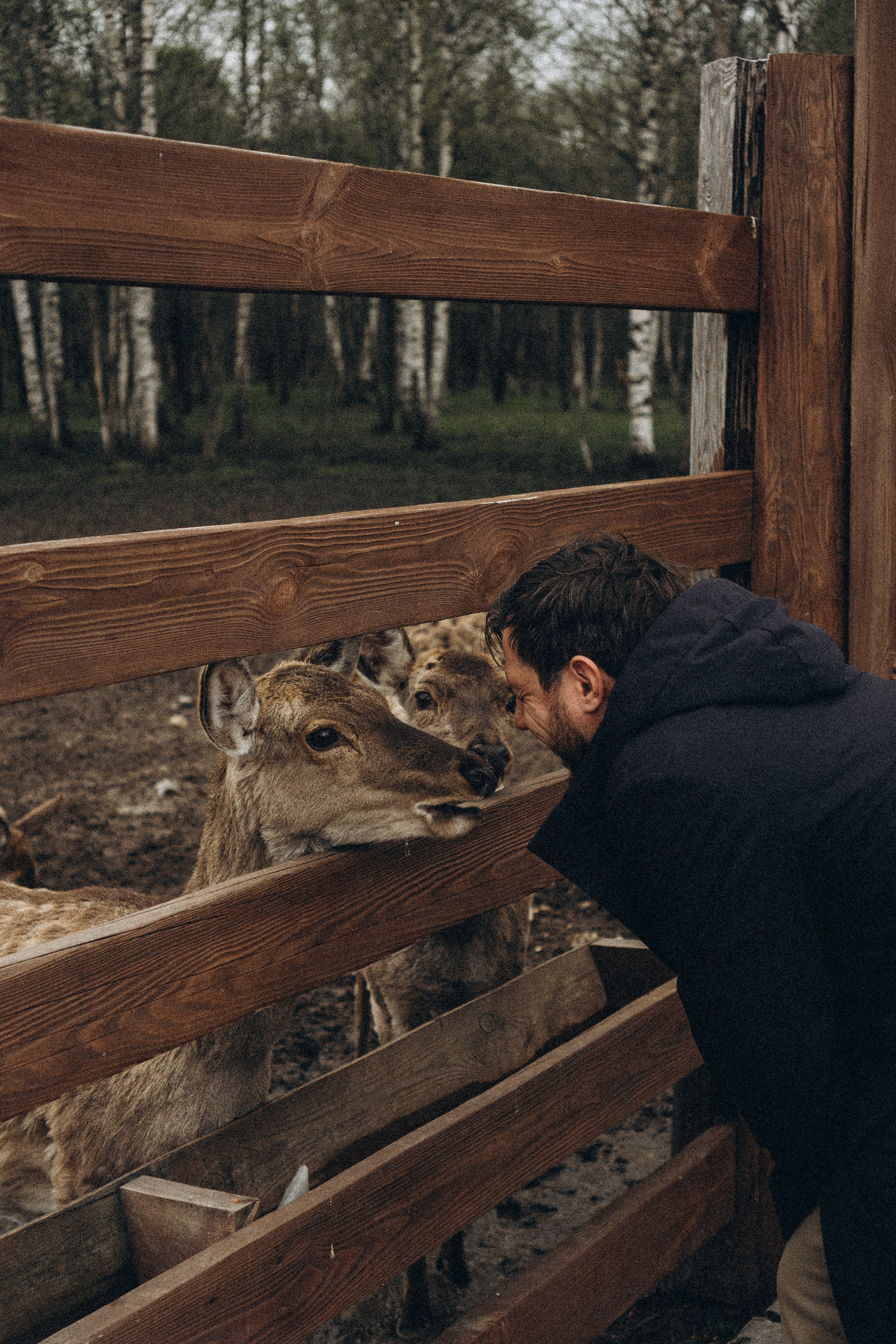 ОЛЕНЬЯ ФЕРМА В ТВЕРИ. Профессиональный фотограф, Санкт-Петербург — Виктория Богомолова
