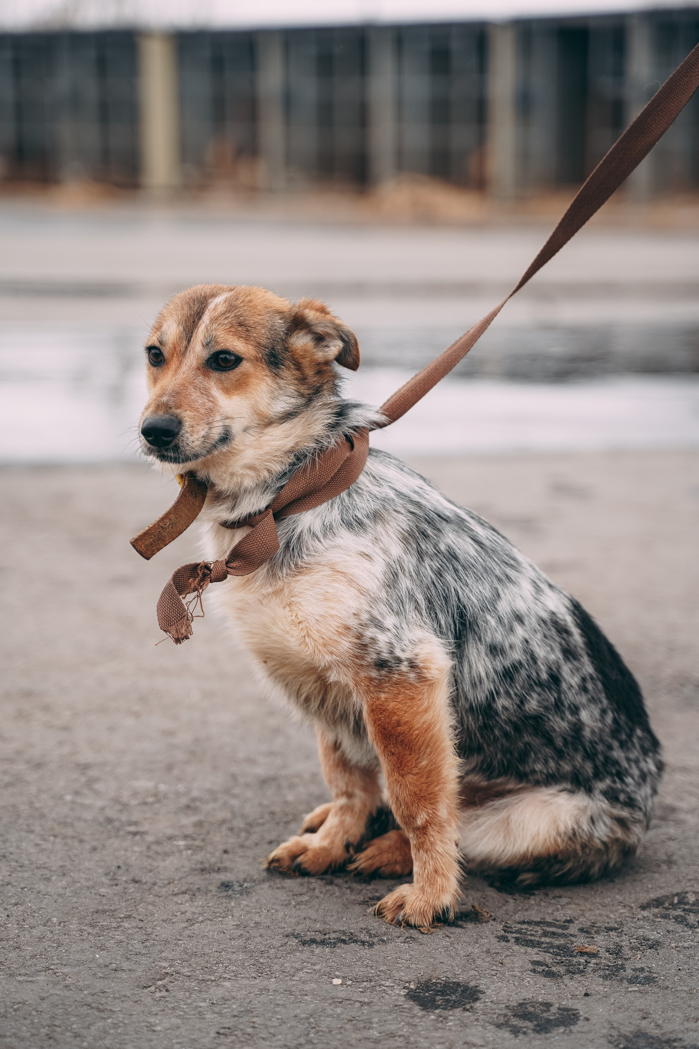 Съемка для благотворительного фонда «Дог 24». Фотограф-анималист, портретный фотограф в Чебоксарах Мария Садыкова