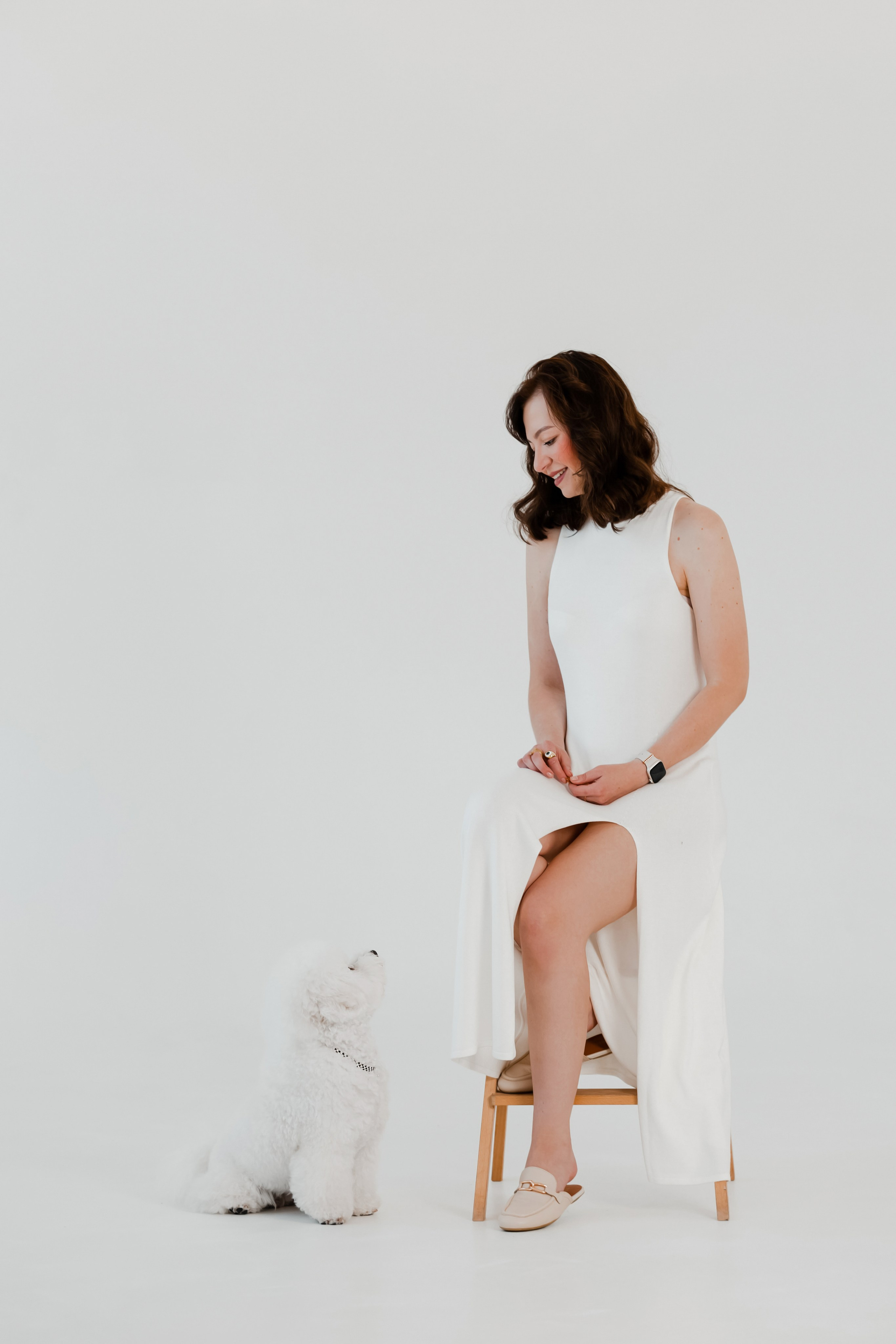 Бишон-фризе. Фотограф-анималист в Краснодаре Маша Мельникова