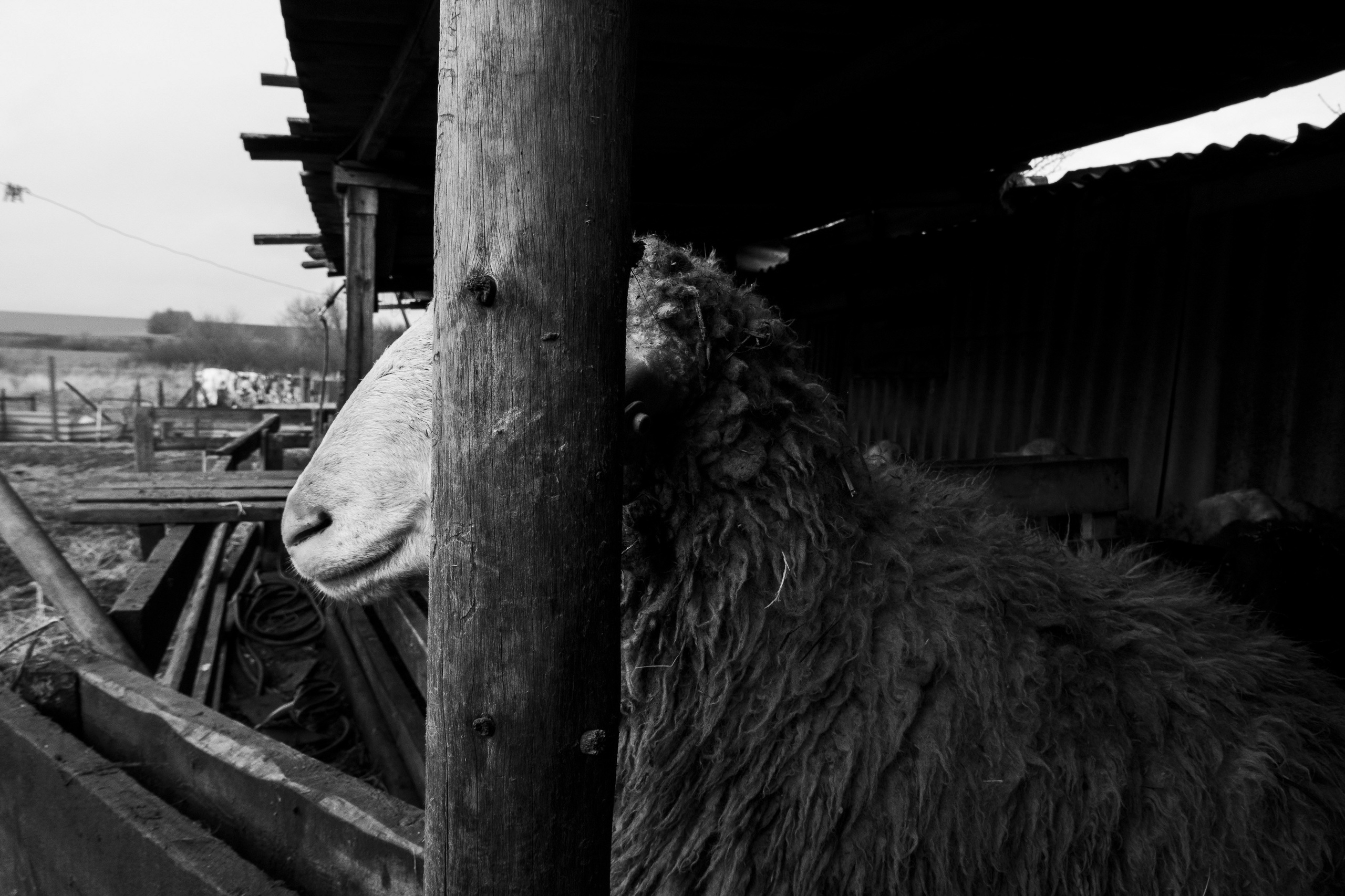 Ферма. Фотограф Антон Денисенко: Портрет, Документалистика, Пейзаж. Москва