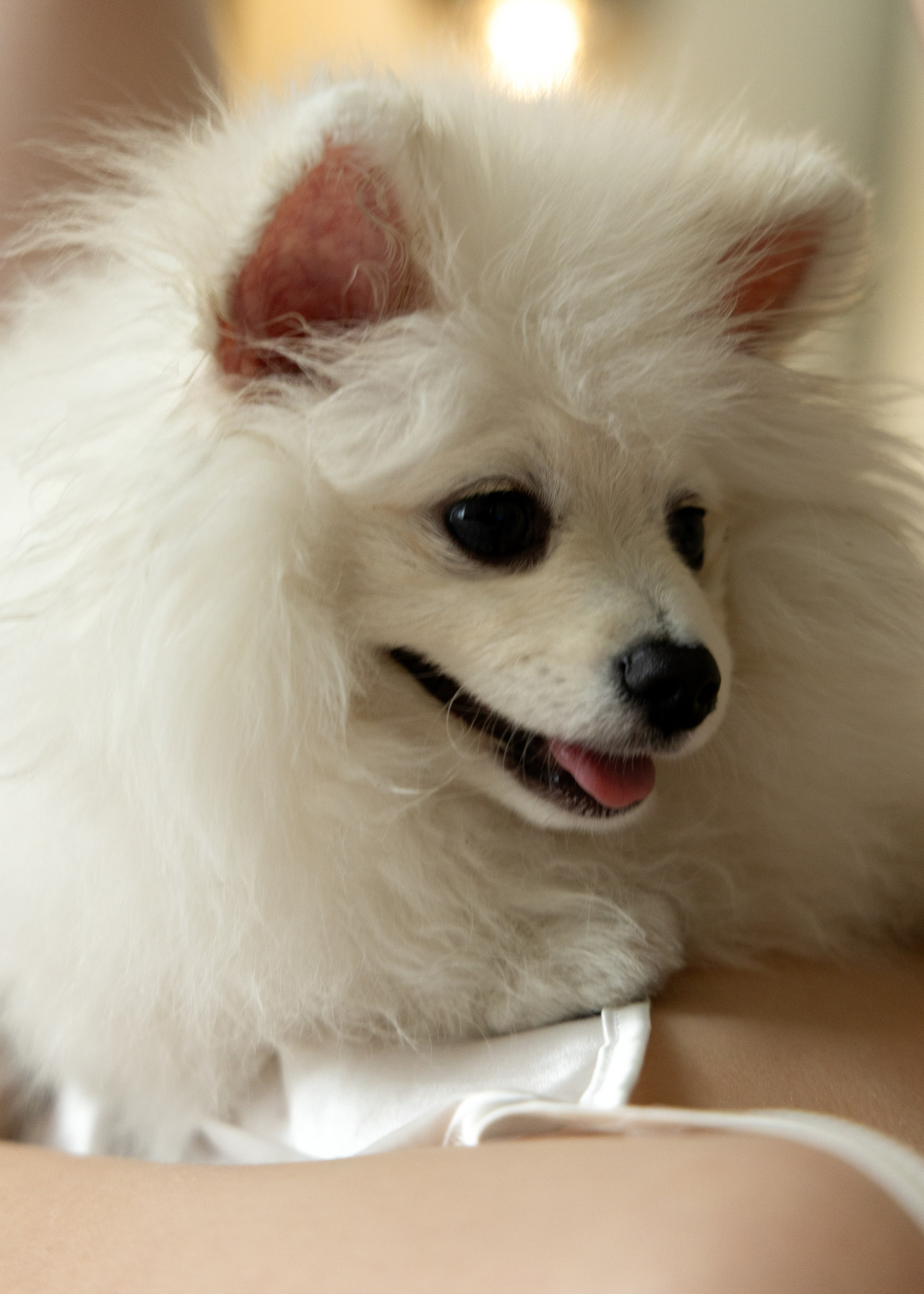 Свадьба Карина и Никиты в Усадьбе. Фотограф в Калининграде Сокирко Светлана