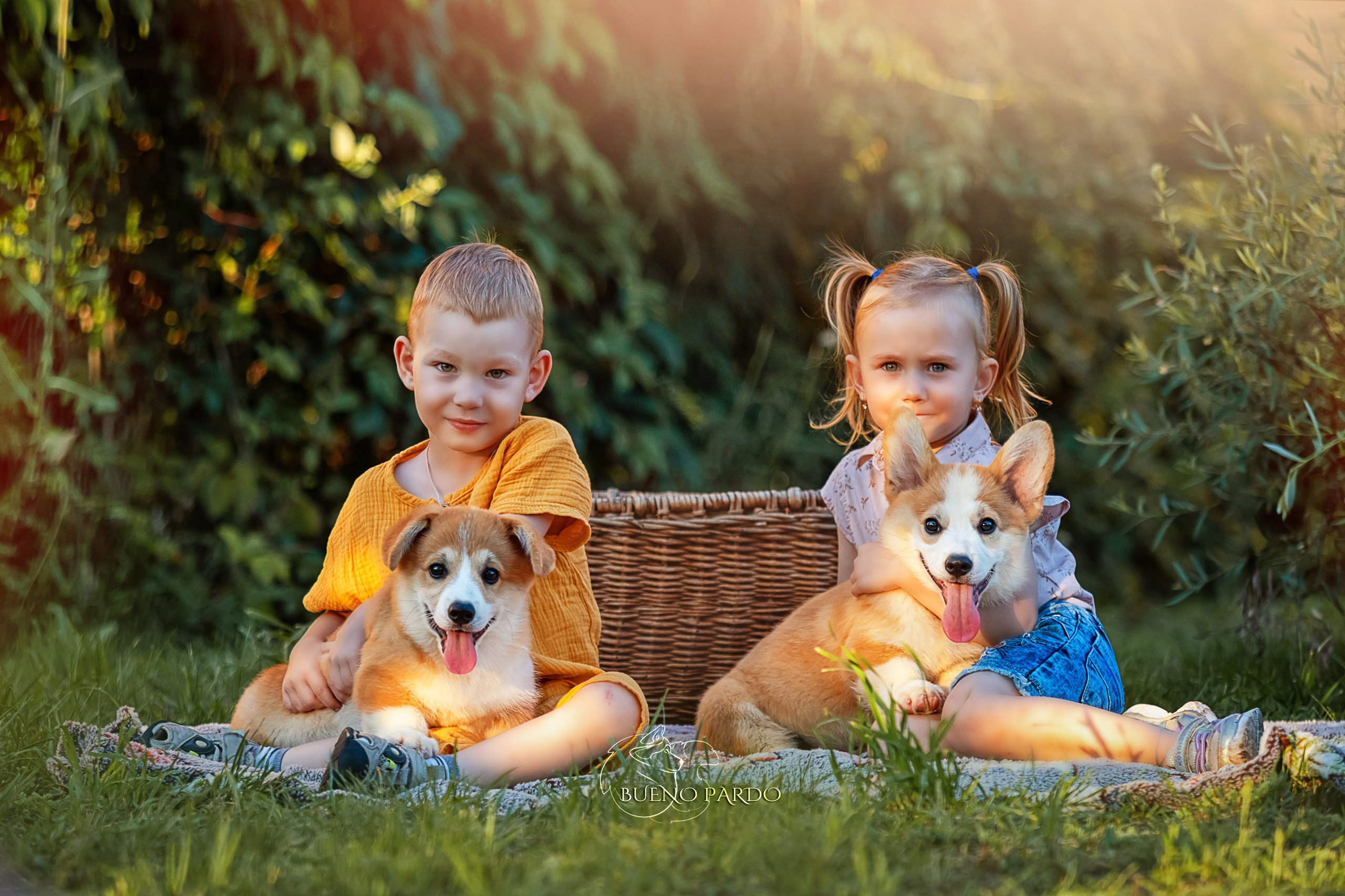 Щенки вельш корги пемброк из питомника. Питомник собак Акита, Хаски, Корги
